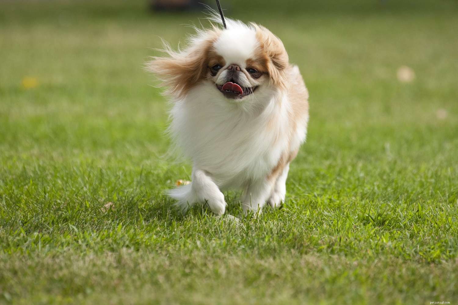 Discover Japan’s Top 11 Dog Breeds: From Ancient Hunters to Modern Companions