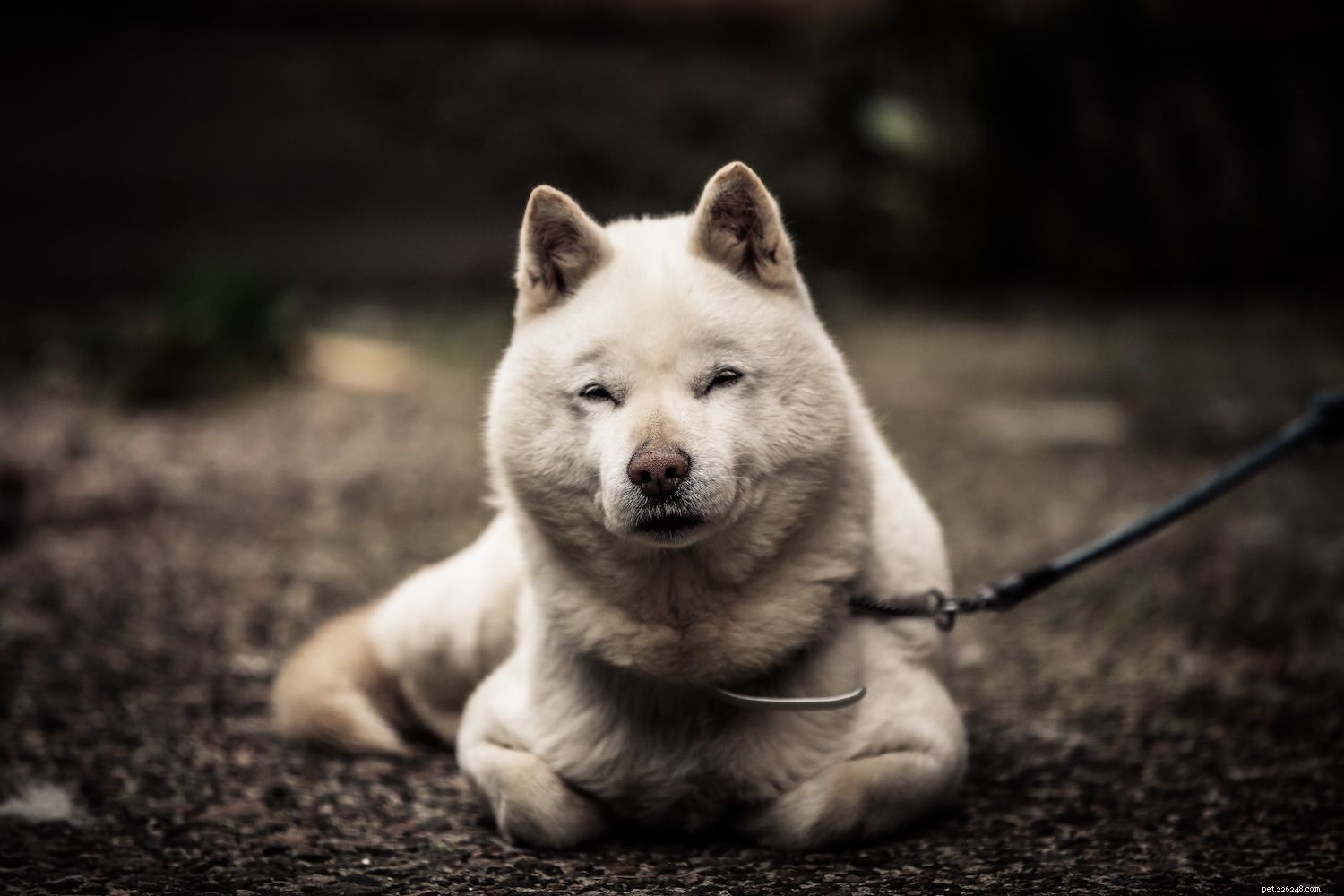 Discover Japan’s Top 11 Dog Breeds: From Ancient Hunters to Modern Companions