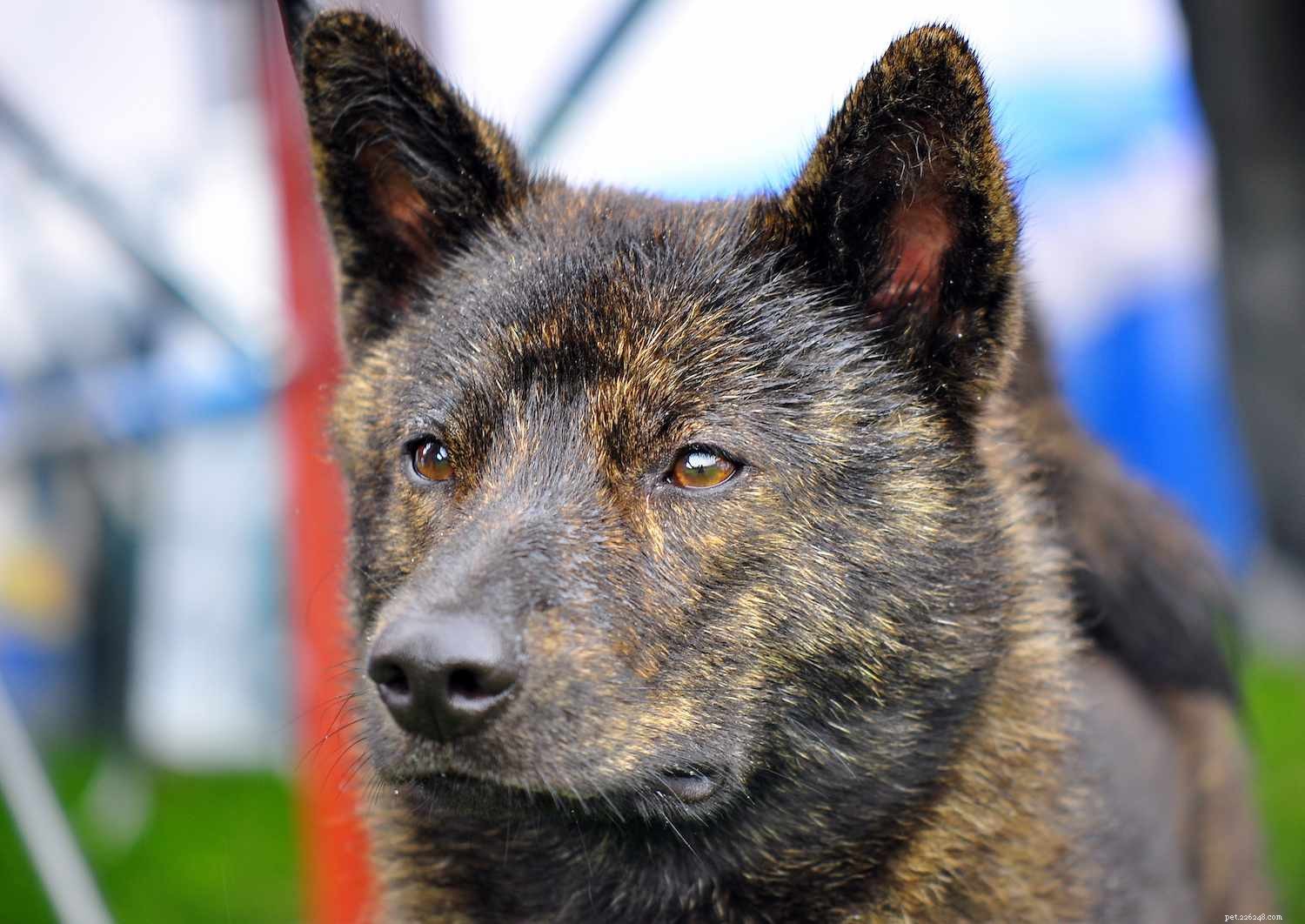 Discover Japan’s Top 11 Dog Breeds: From Ancient Hunters to Modern Companions