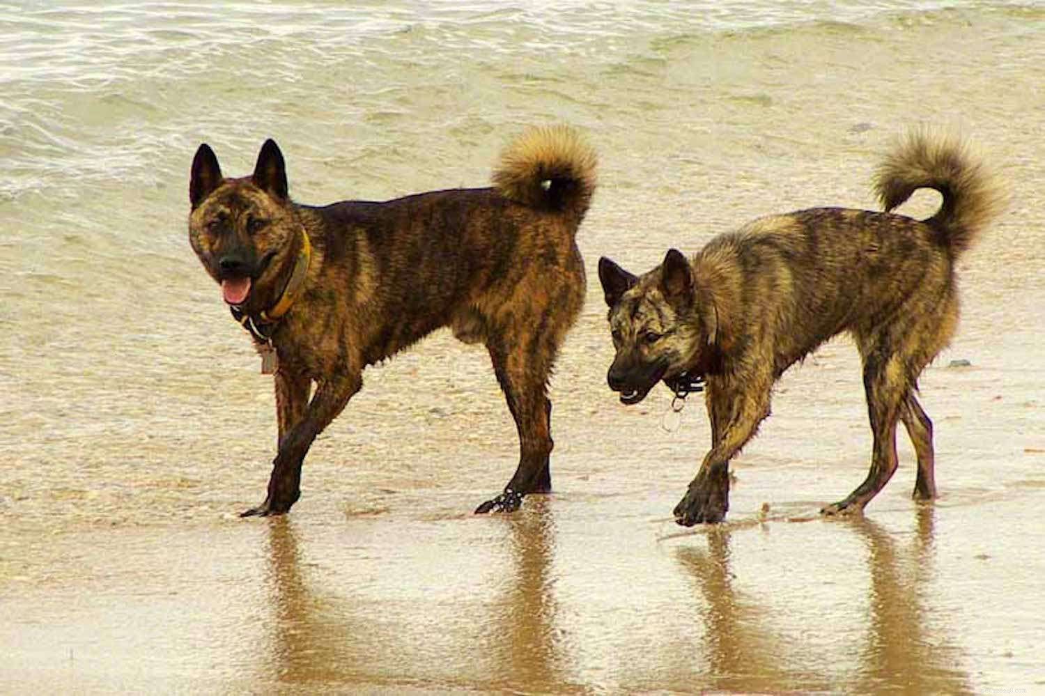 Discover Japan’s Top 11 Dog Breeds: From Ancient Hunters to Modern Companions