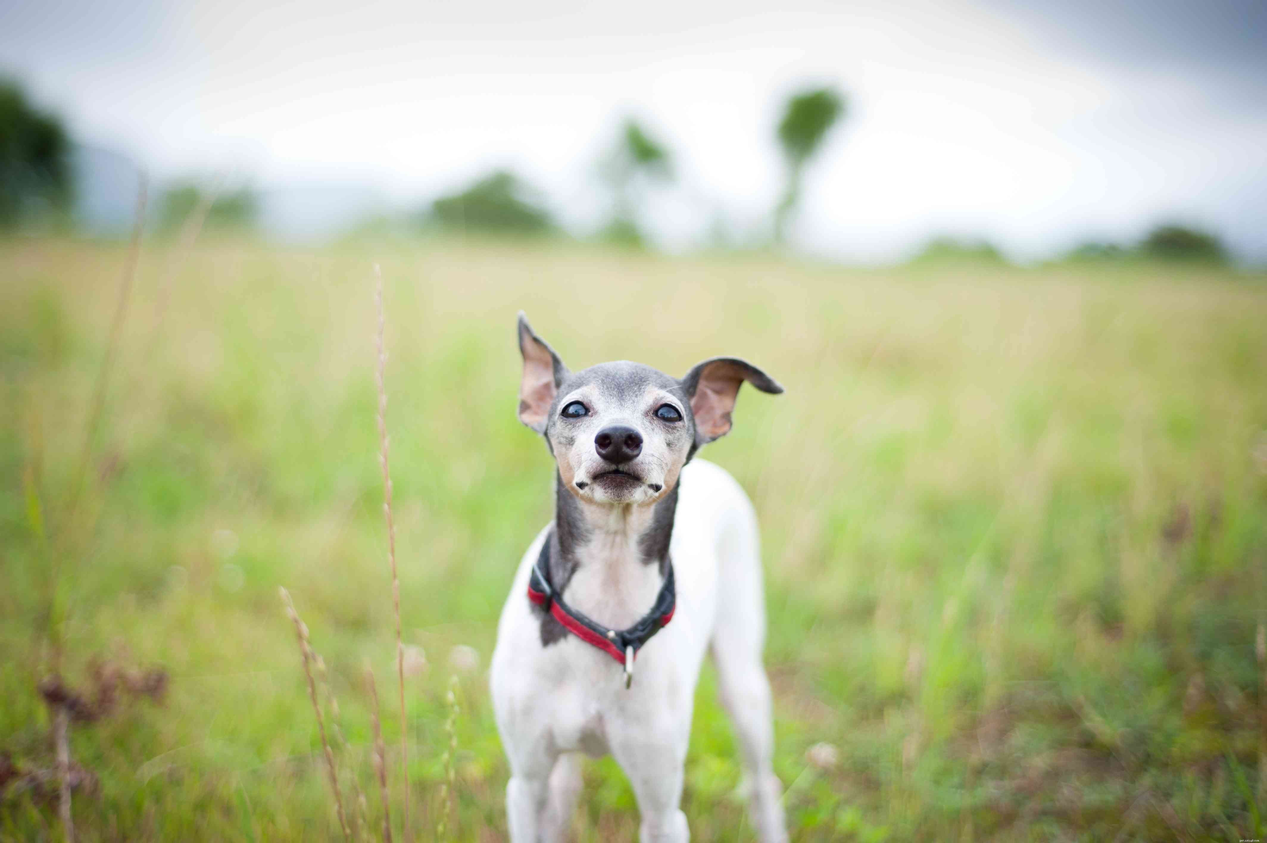 Discover Japan’s Top 11 Dog Breeds: From Ancient Hunters to Modern Companions