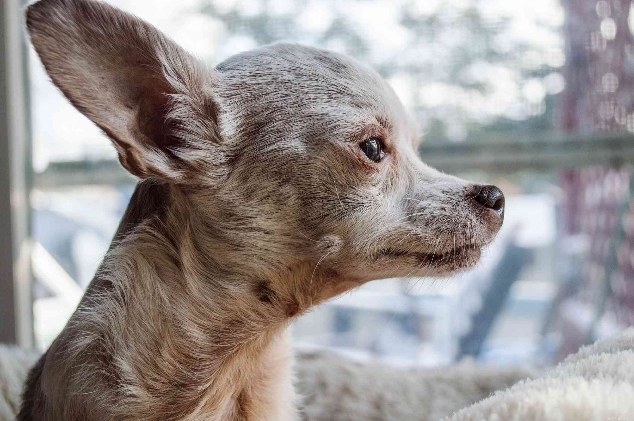 10 Long‑Lived Dog Breeds That Thrive Over 16 Years