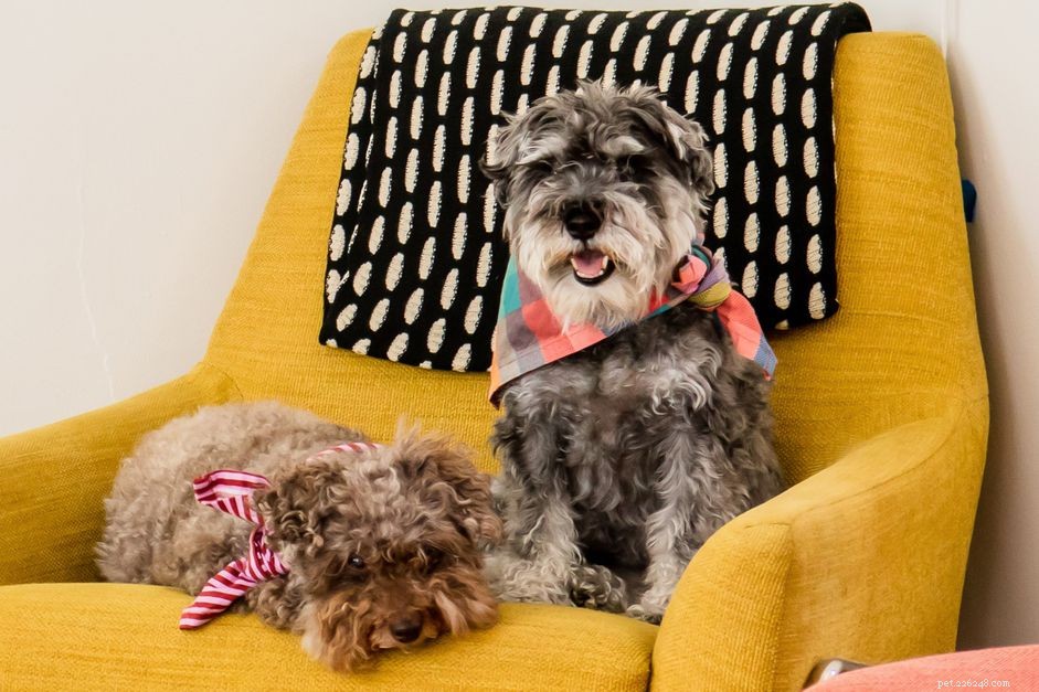 10 Long‑Lived Dog Breeds That Thrive Over 16 Years