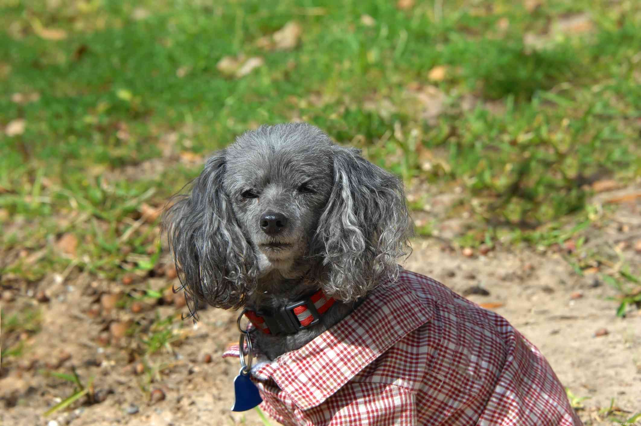 10 Long‑Lived Dog Breeds That Thrive Over 16 Years