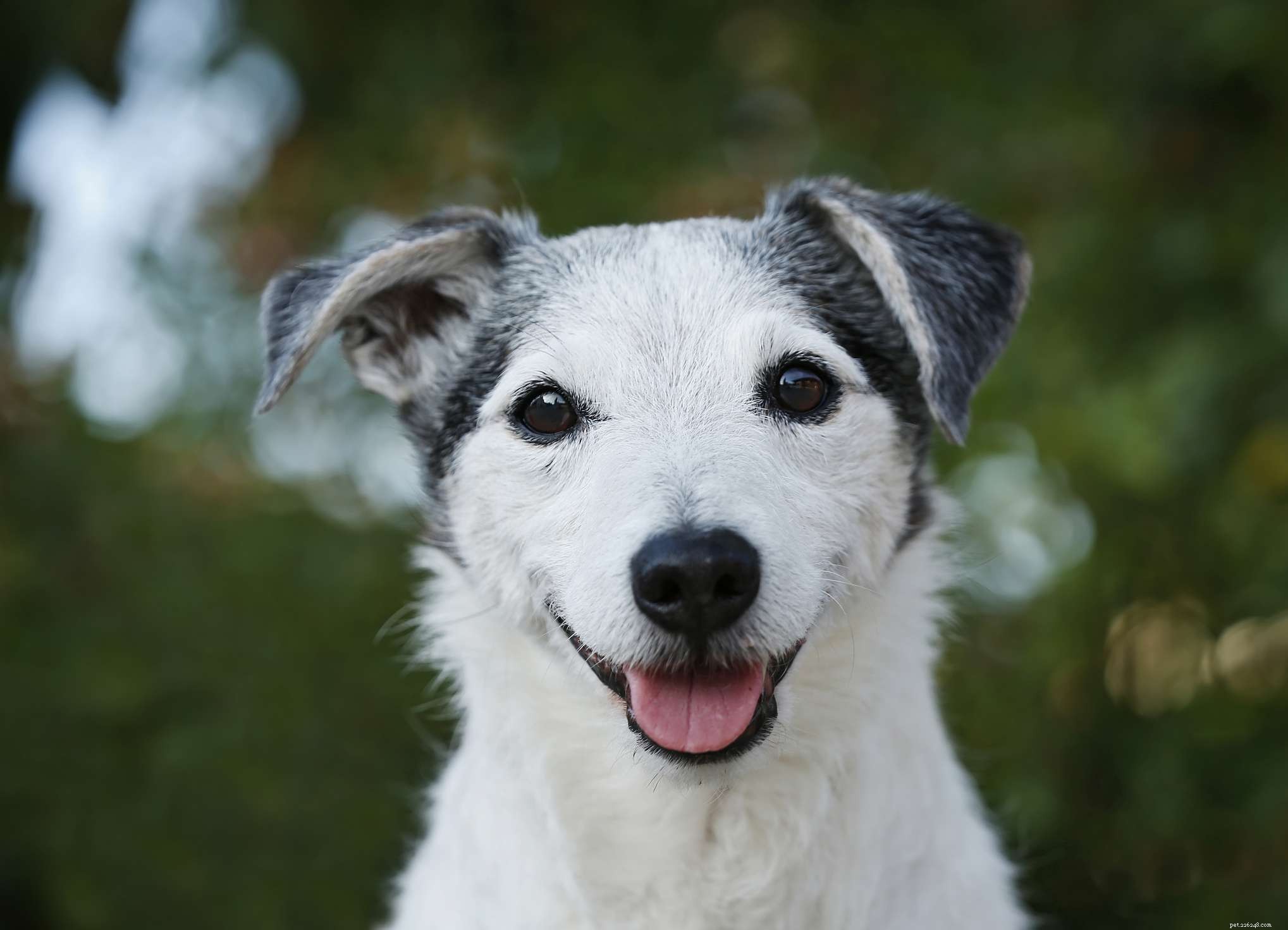 10 Long‑Lived Dog Breeds That Thrive Over 16 Years