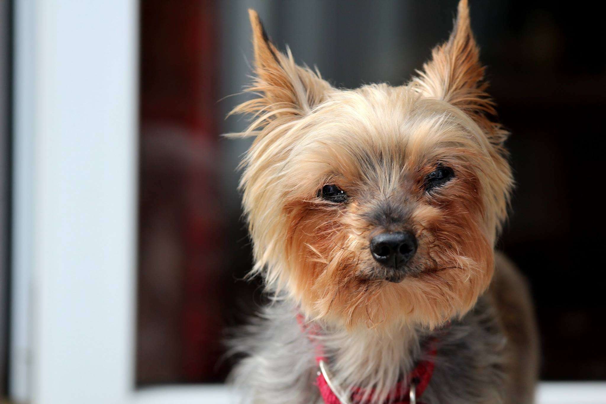 10 Long‑Lived Dog Breeds That Thrive Over 16 Years