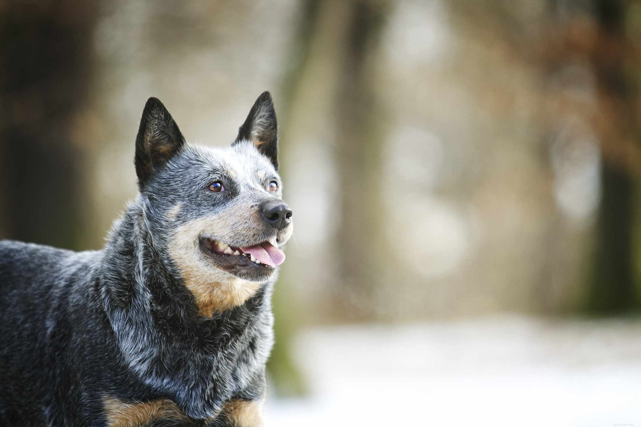10 Long‑Lived Dog Breeds That Thrive Over 16 Years