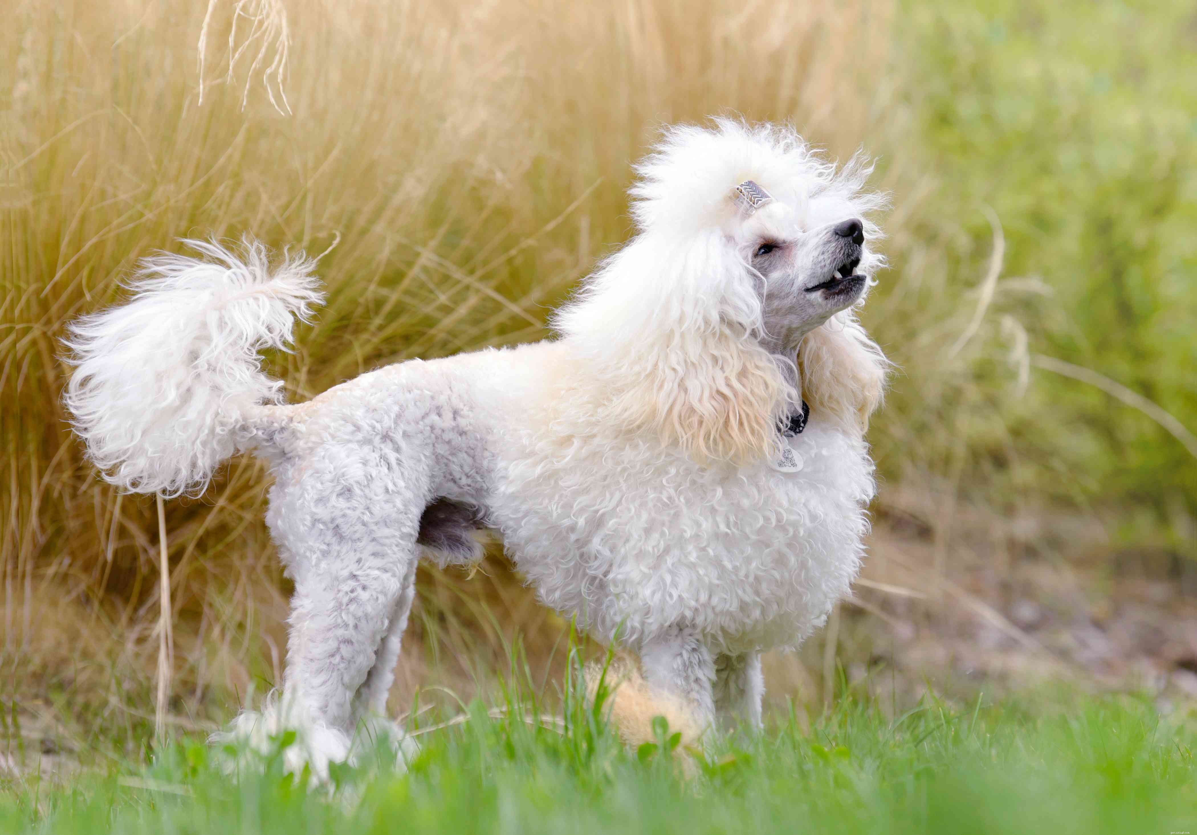 13 Popular Curly‑Haired Dog Breeds – Low‑Shedding, Stylish & Friendly