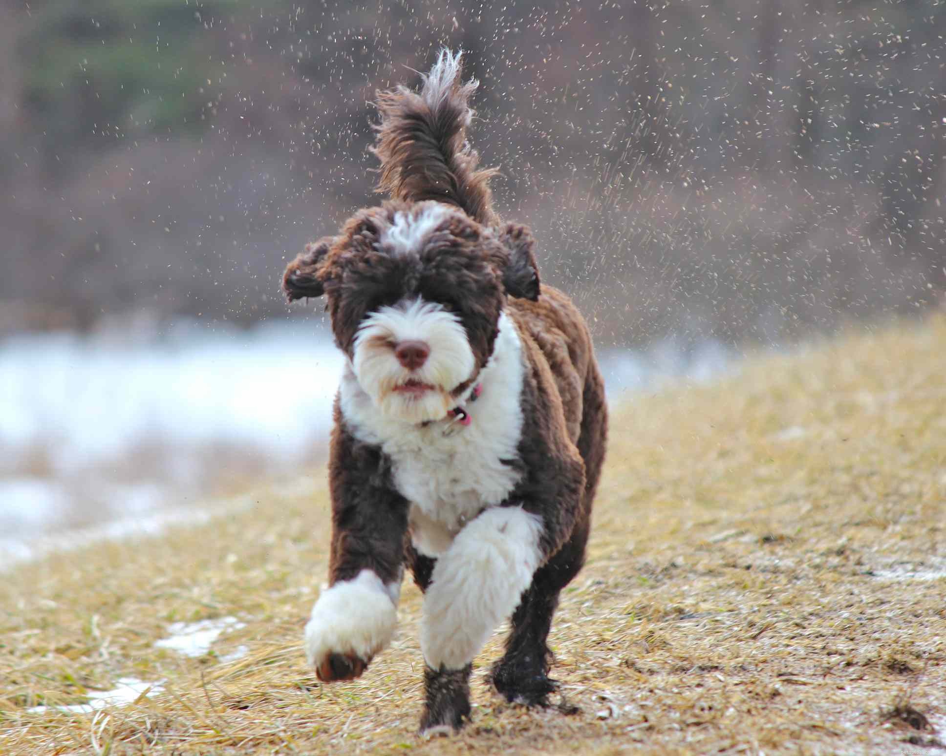 13 Popular Curly‑Haired Dog Breeds – Low‑Shedding, Stylish & Friendly