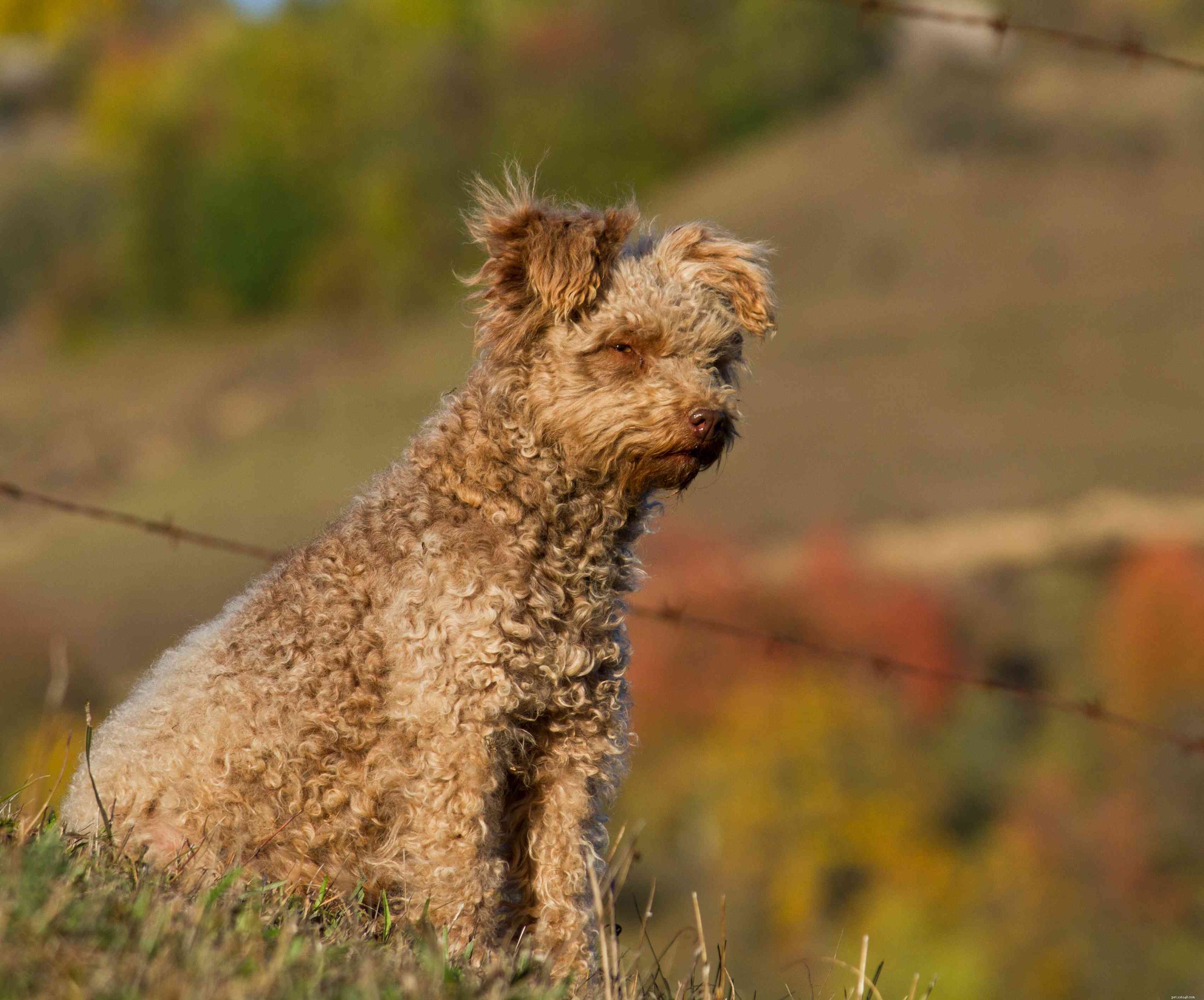 13 Popular Curly‑Haired Dog Breeds – Low‑Shedding, Stylish & Friendly