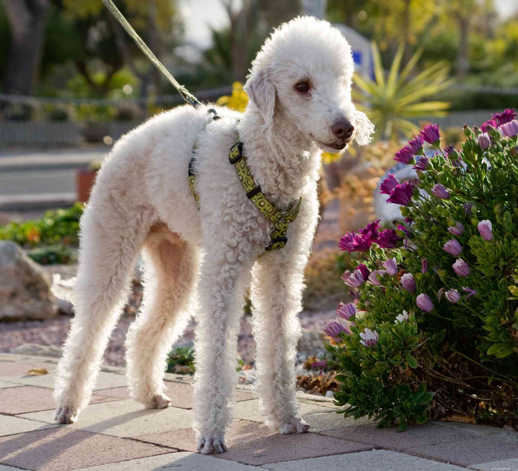 13 Popular Curly‑Haired Dog Breeds – Low‑Shedding, Stylish & Friendly