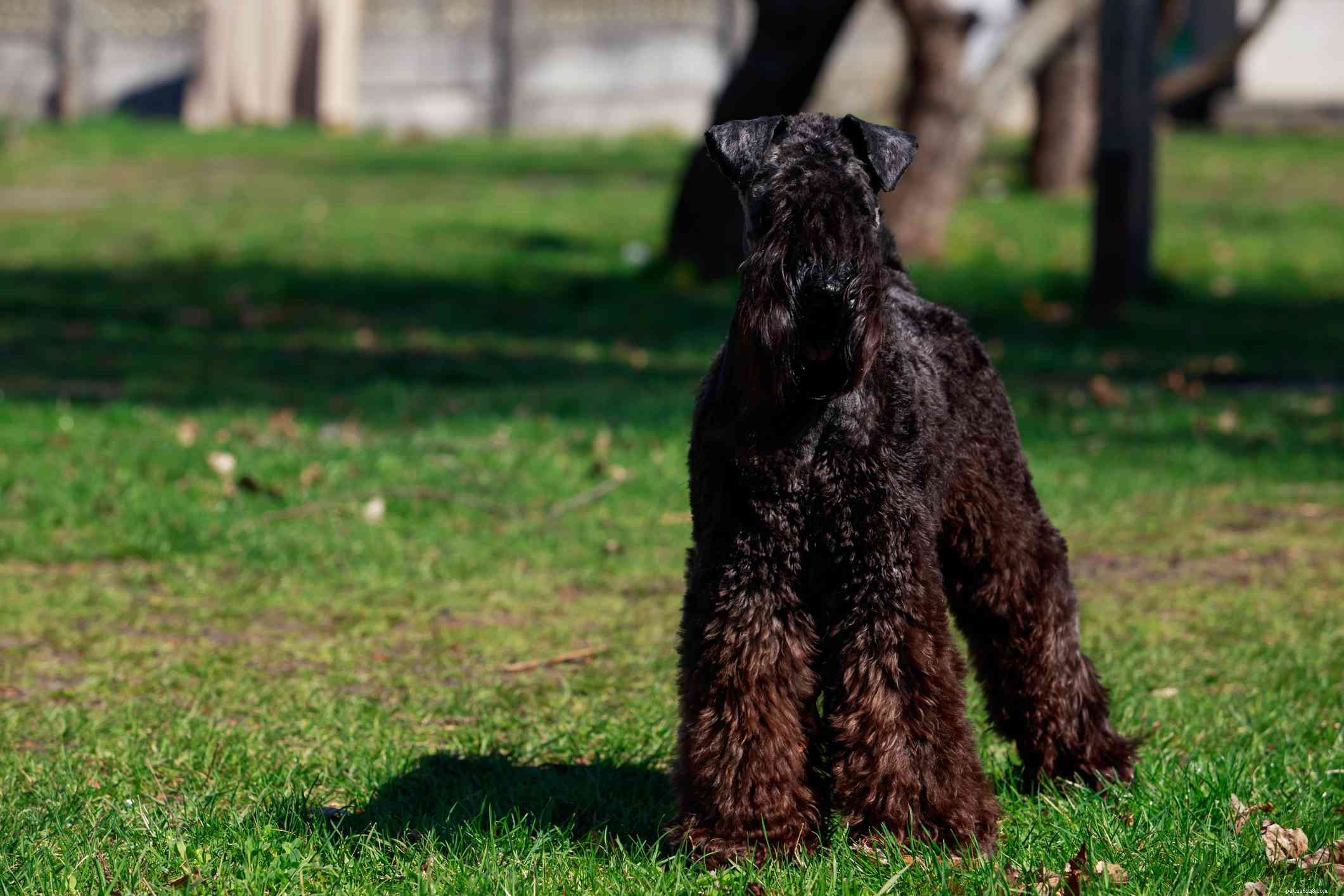 13 Popular Curly‑Haired Dog Breeds – Low‑Shedding, Stylish & Friendly