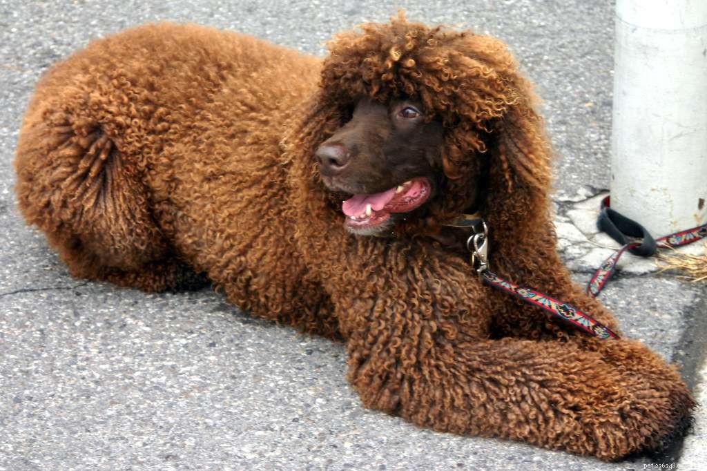 13 Popular Curly‑Haired Dog Breeds – Low‑Shedding, Stylish & Friendly