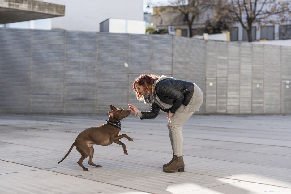 Top 20 Medium‑Sized Dog Breeds: A Trusted Guide