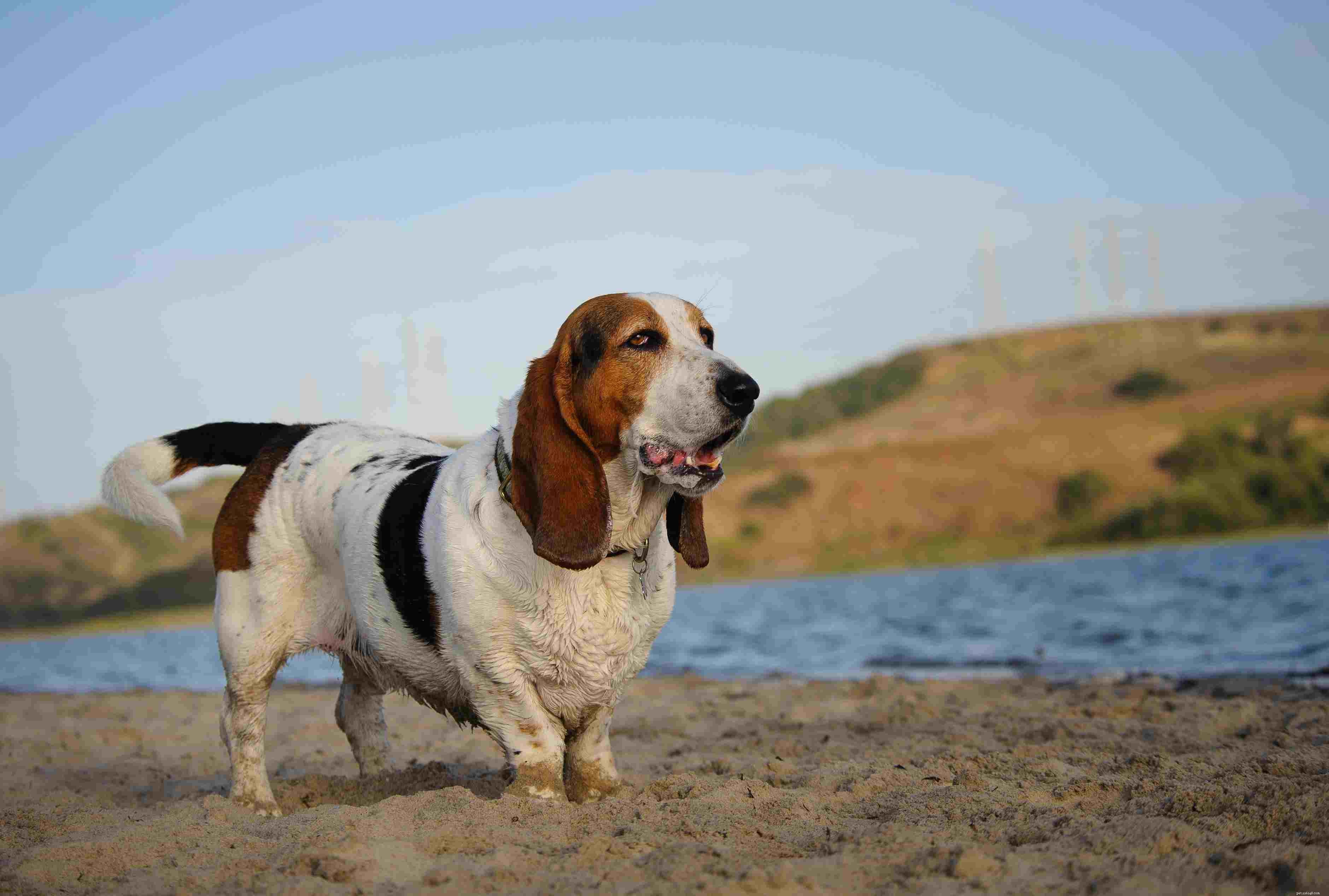 Top 20 Medium‑Sized Dog Breeds: A Trusted Guide