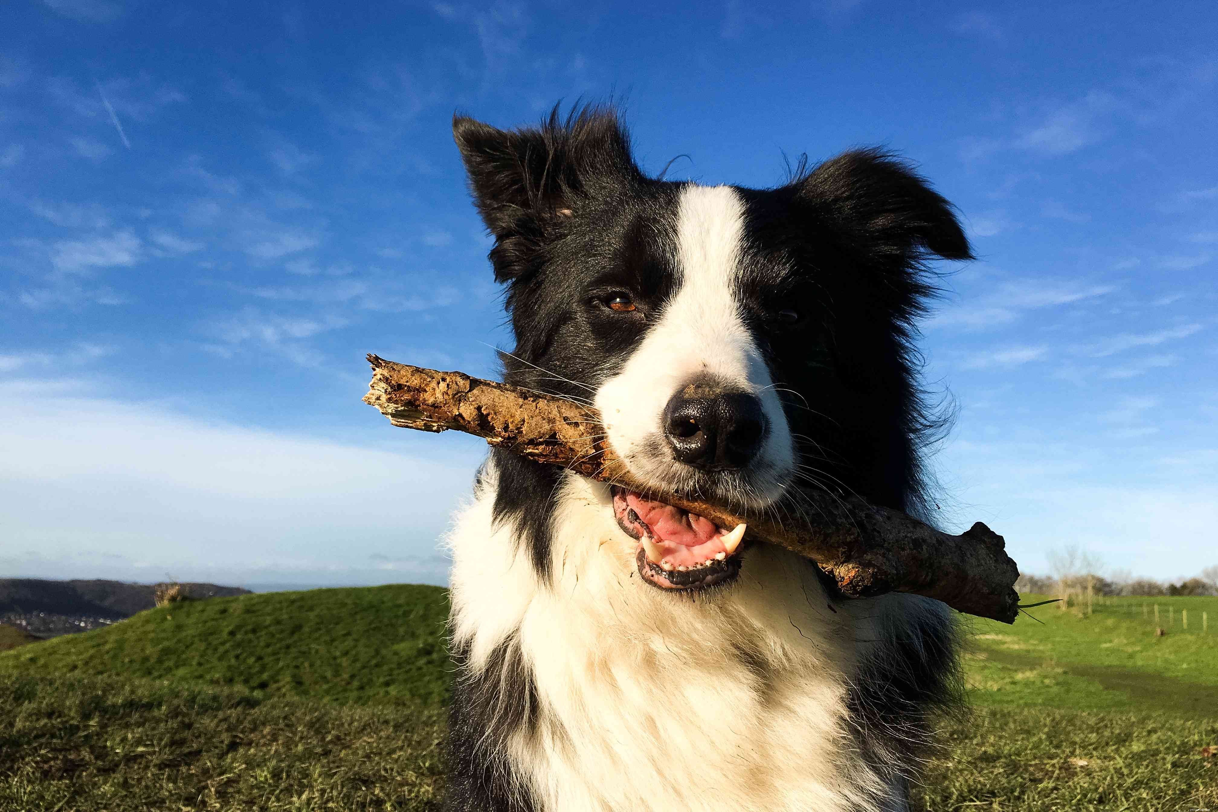 Top 20 Medium‑Sized Dog Breeds: A Trusted Guide