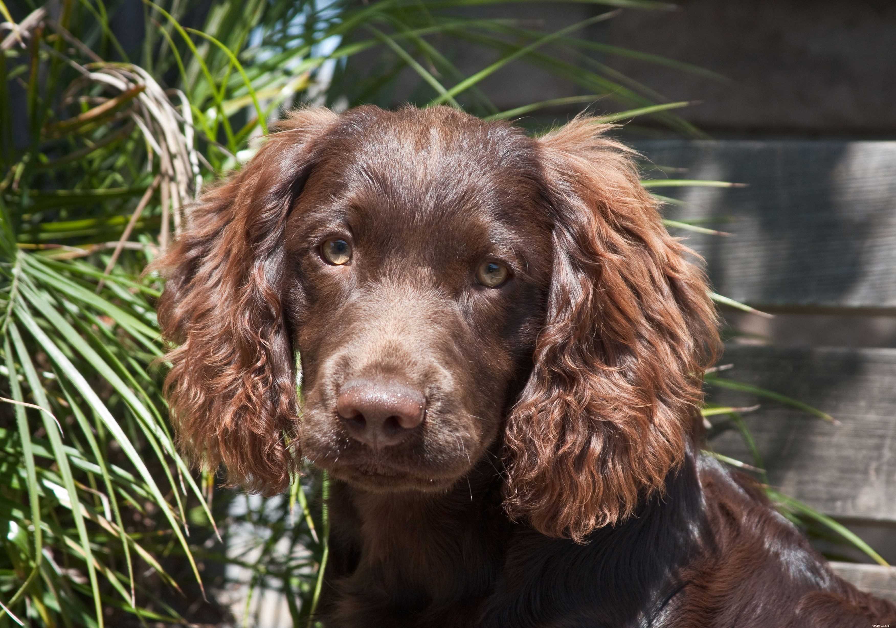 Top 20 Medium‑Sized Dog Breeds: A Trusted Guide