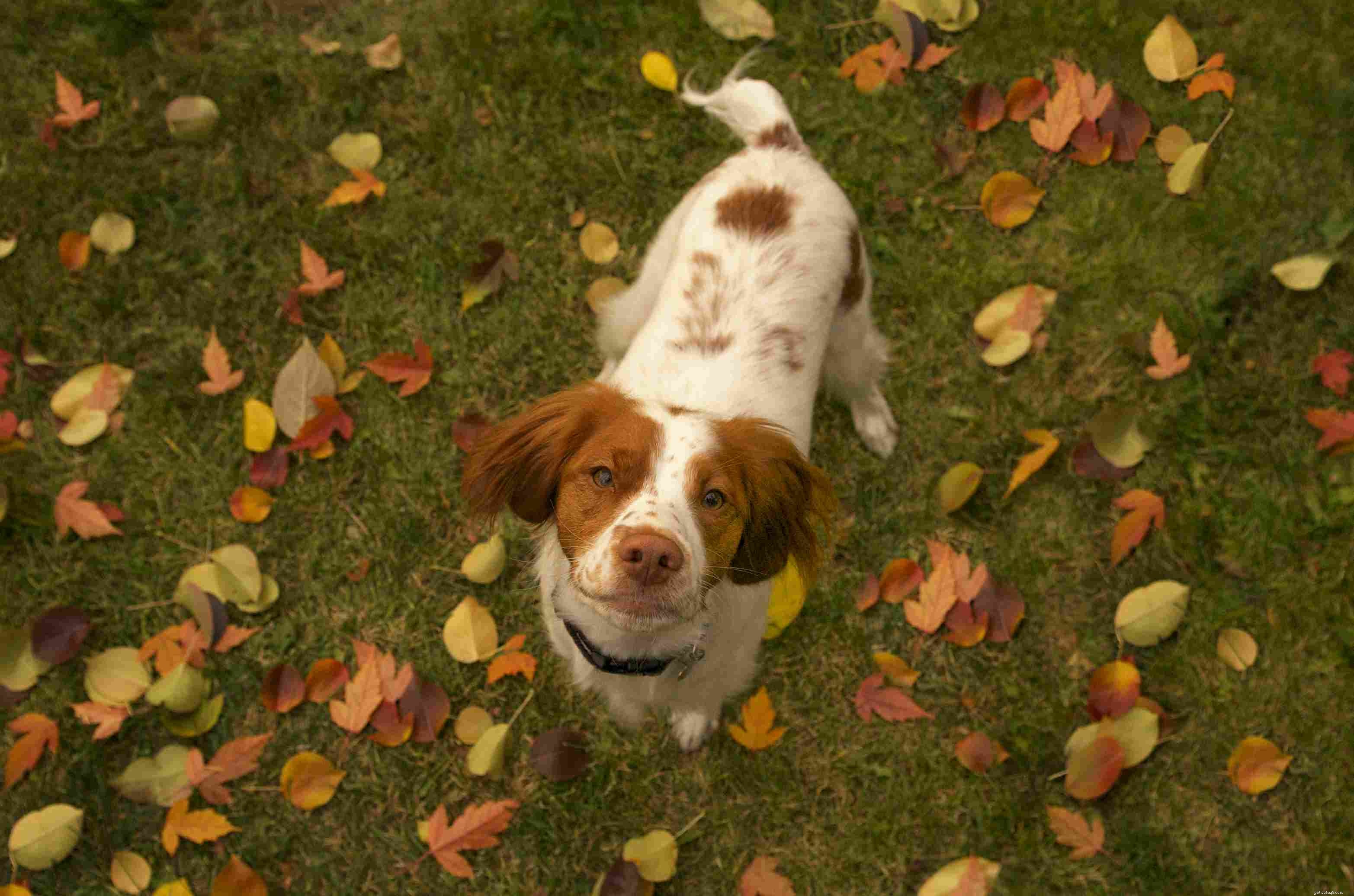 Top 20 Medium‑Sized Dog Breeds: A Trusted Guide
