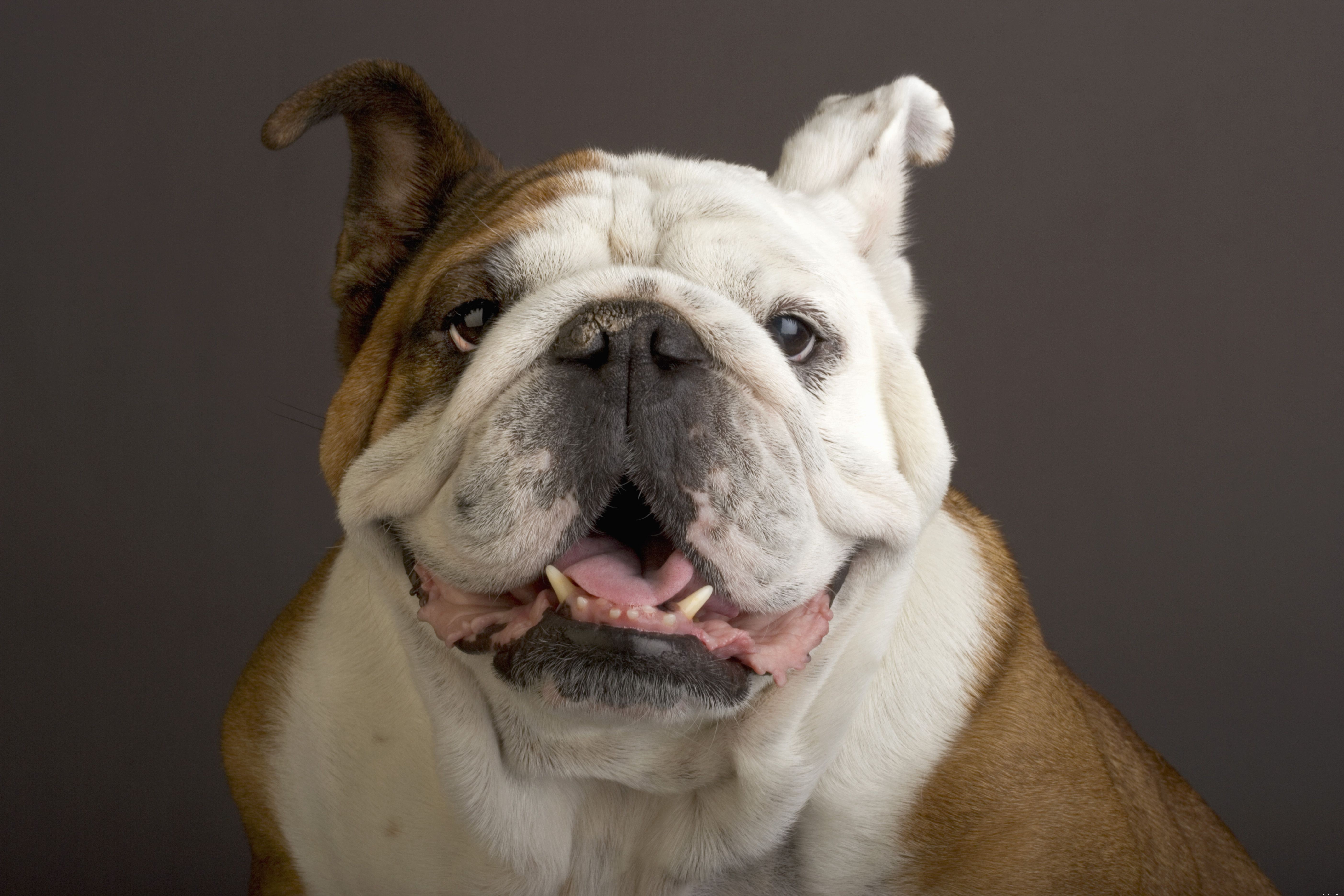 Top 20 Medium‑Sized Dog Breeds: A Trusted Guide