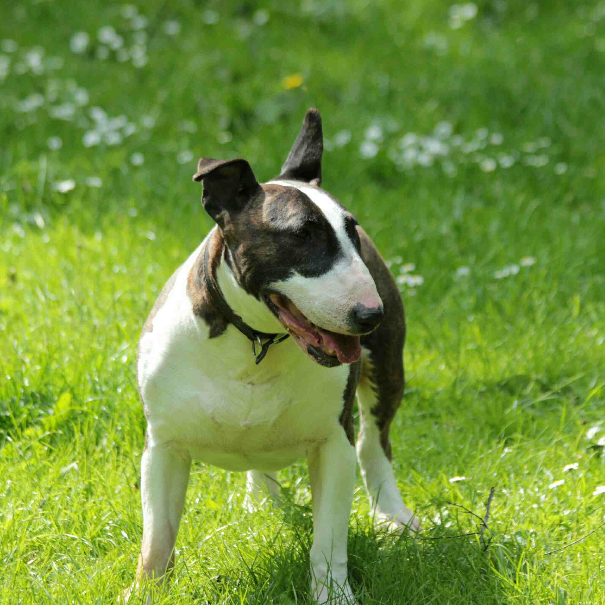 Top 20 Medium‑Sized Dog Breeds: A Trusted Guide