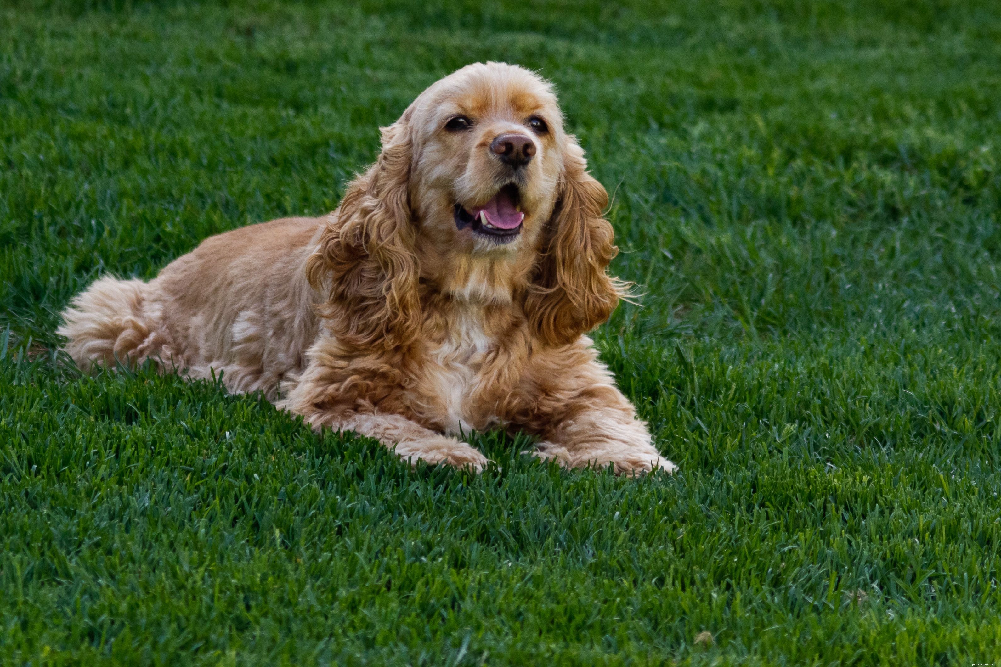 Top 20 Medium‑Sized Dog Breeds: A Trusted Guide