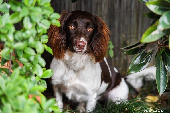 Top 20 Medium‑Sized Dog Breeds: A Trusted Guide