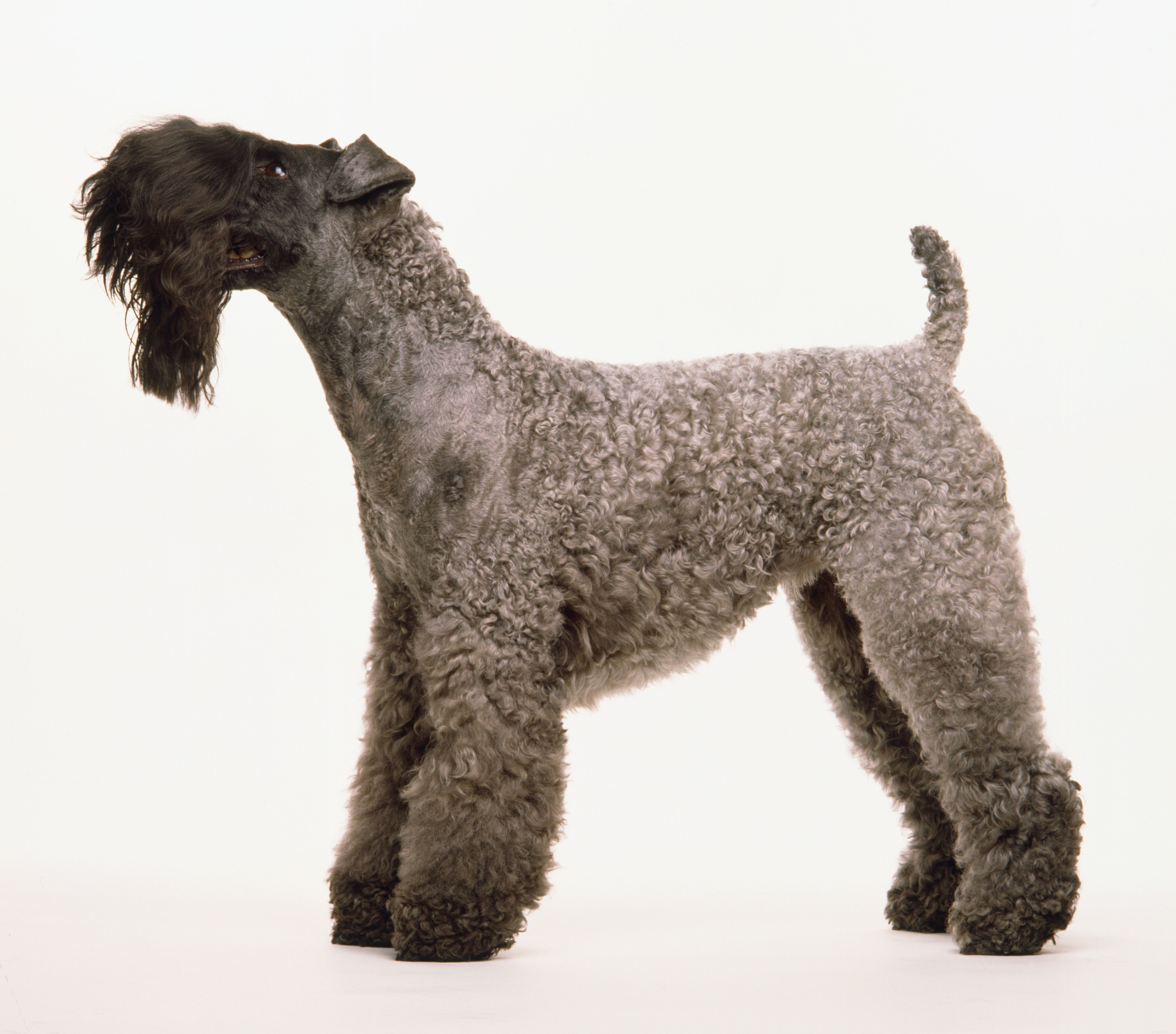 Top 20 Medium‑Sized Dog Breeds: A Trusted Guide