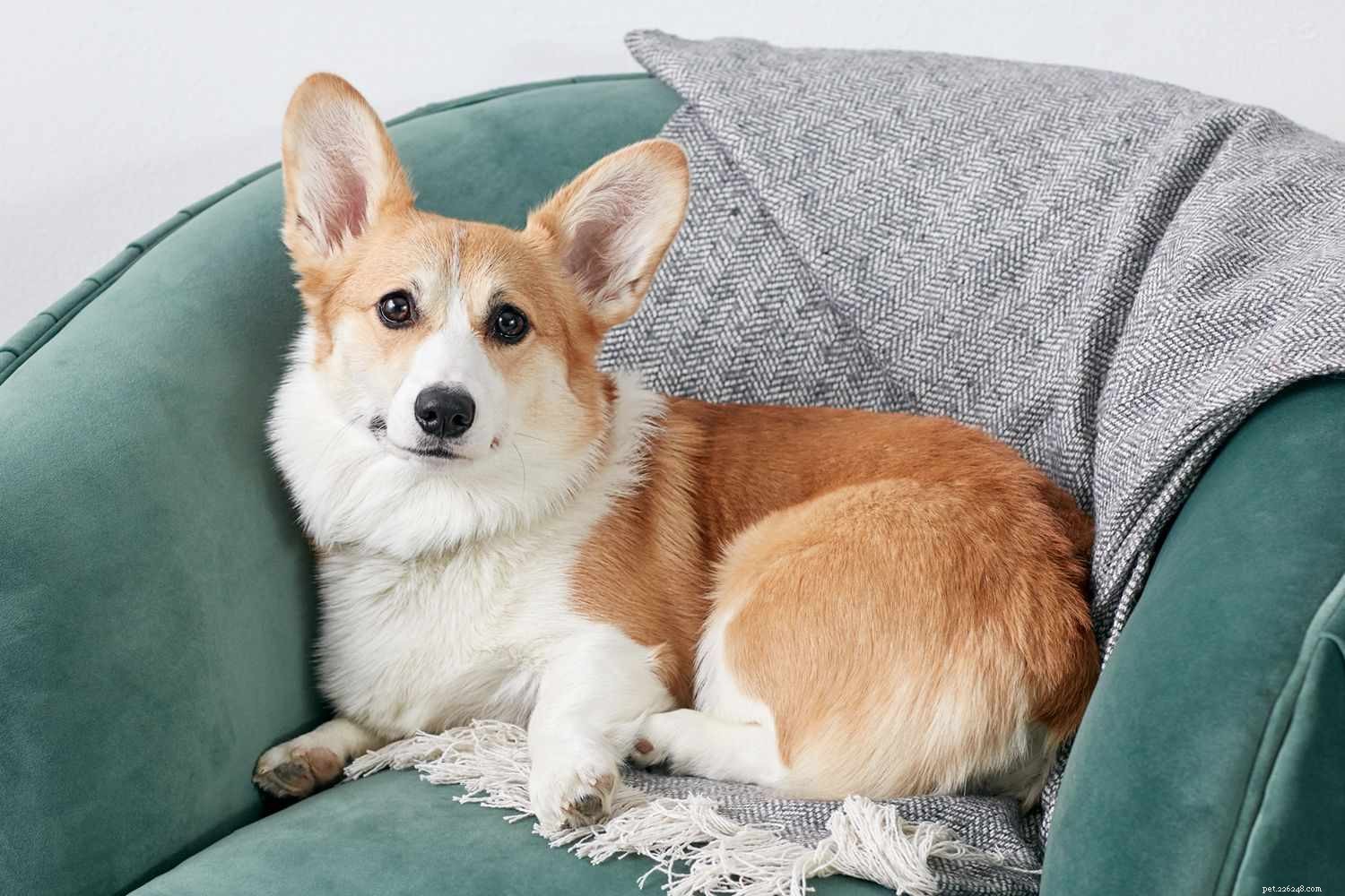 Top 20 Medium‑Sized Dog Breeds: A Trusted Guide