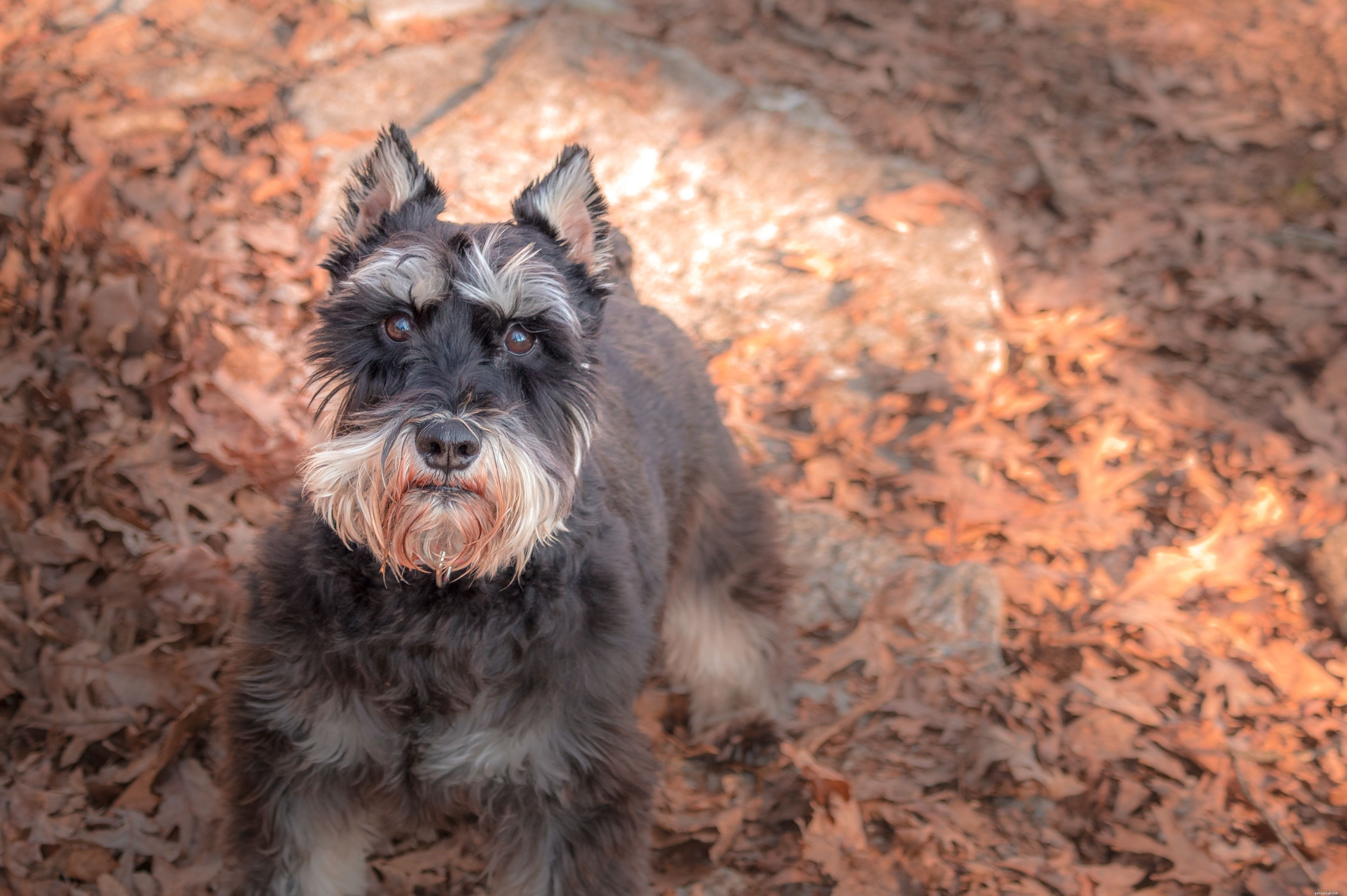 Top 20 Medium‑Sized Dog Breeds: A Trusted Guide