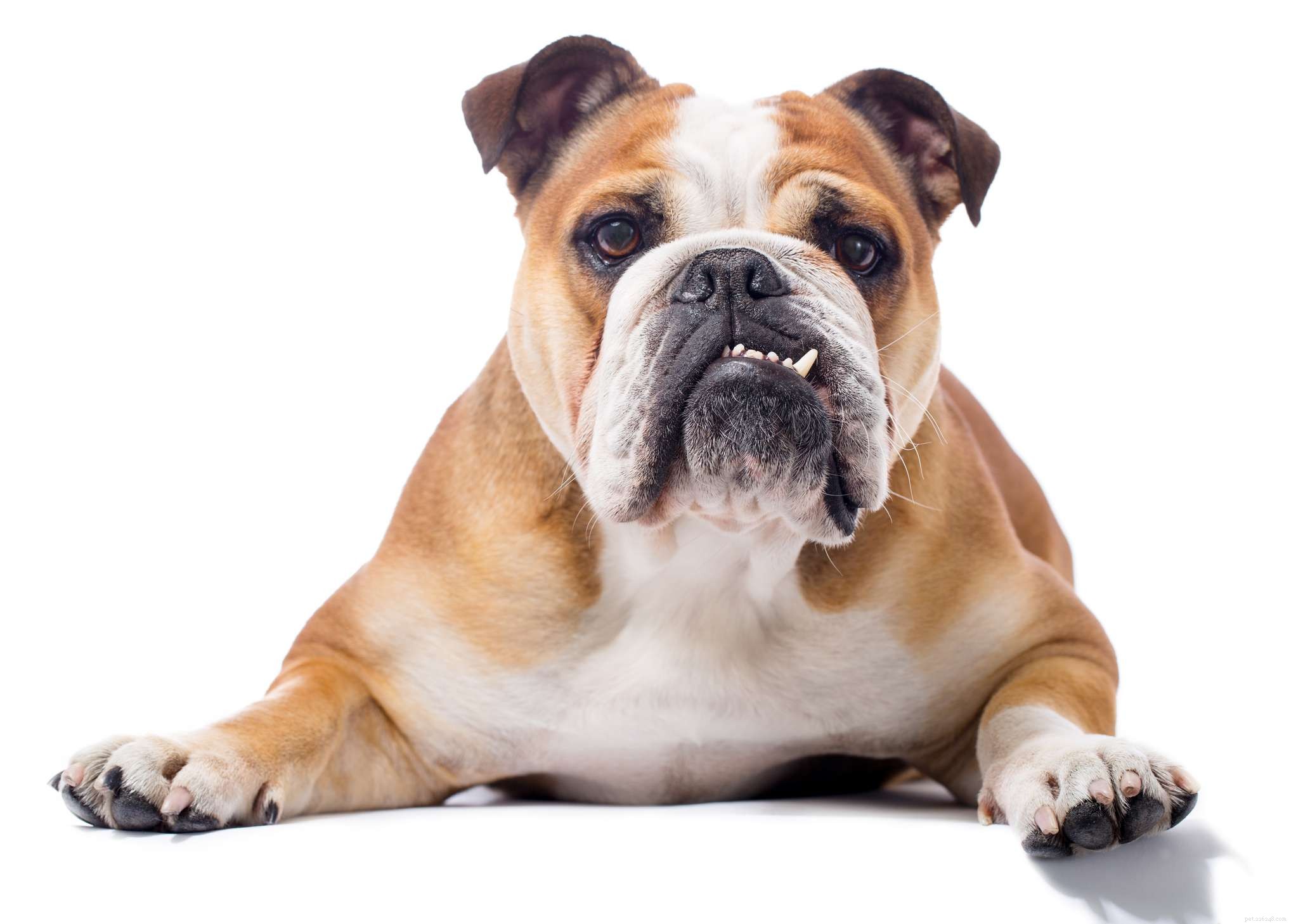 Explore 10 Bulldog Breeds: Find the Perfect Match for Your Family