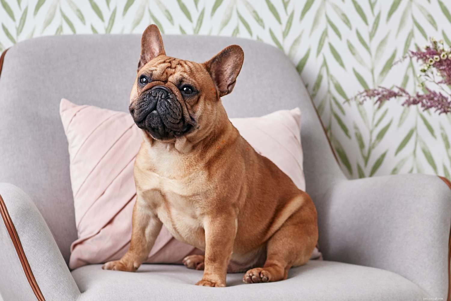 Explore 10 Bulldog Breeds: Find the Perfect Match for Your Family