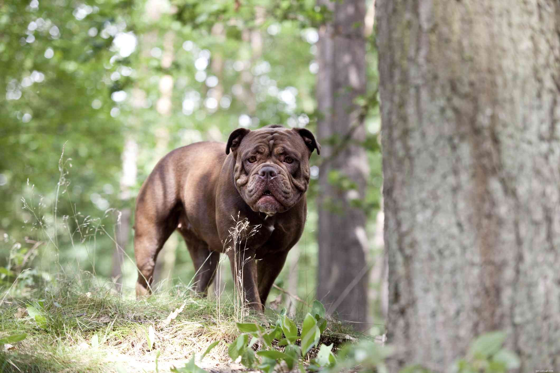 Explore 10 Bulldog Breeds: Find the Perfect Match for Your Family