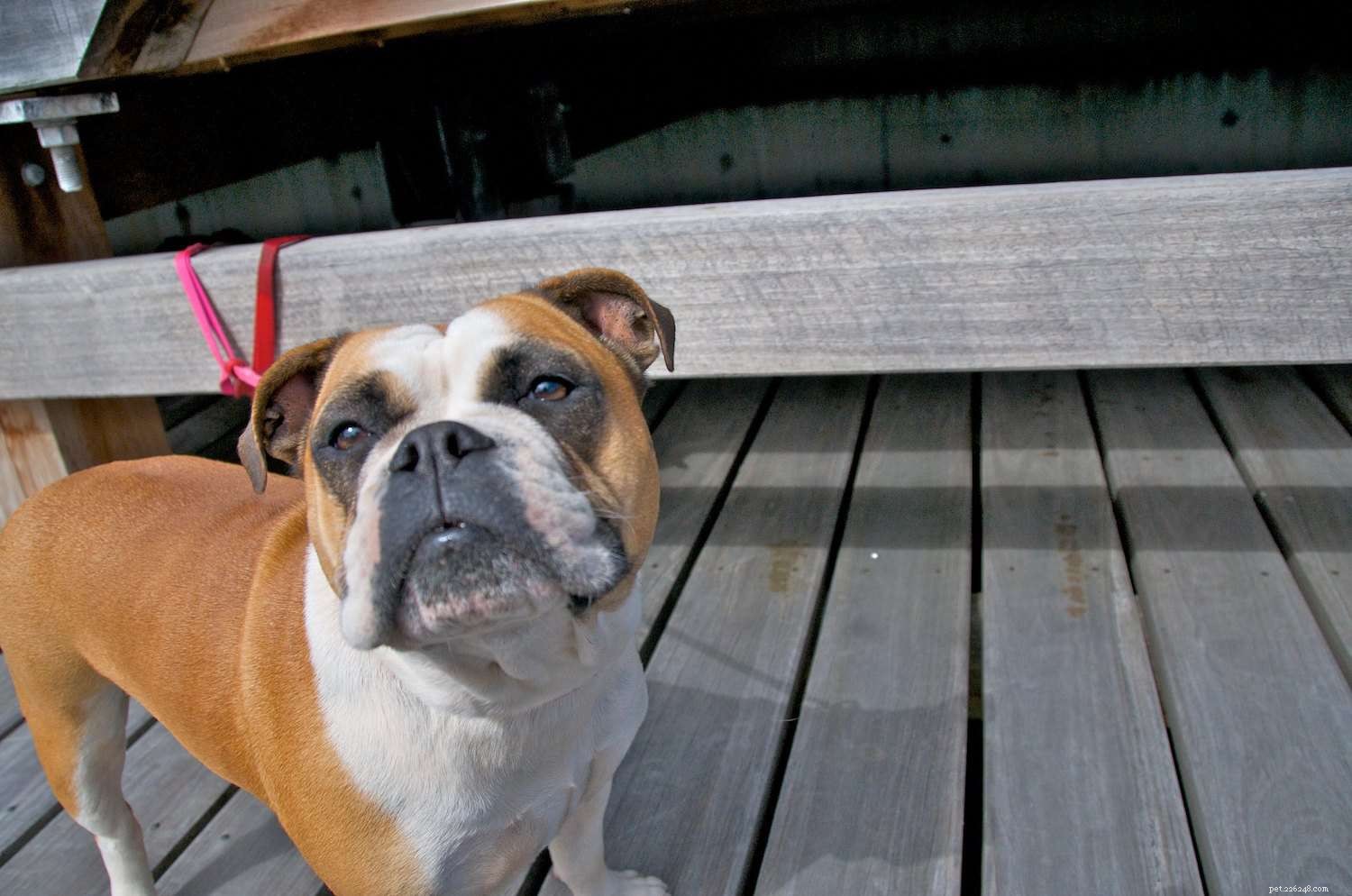 Explore 10 Bulldog Breeds: Find the Perfect Match for Your Family