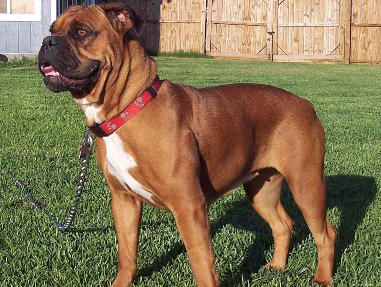Explore 10 Bulldog Breeds: Find the Perfect Match for Your Family