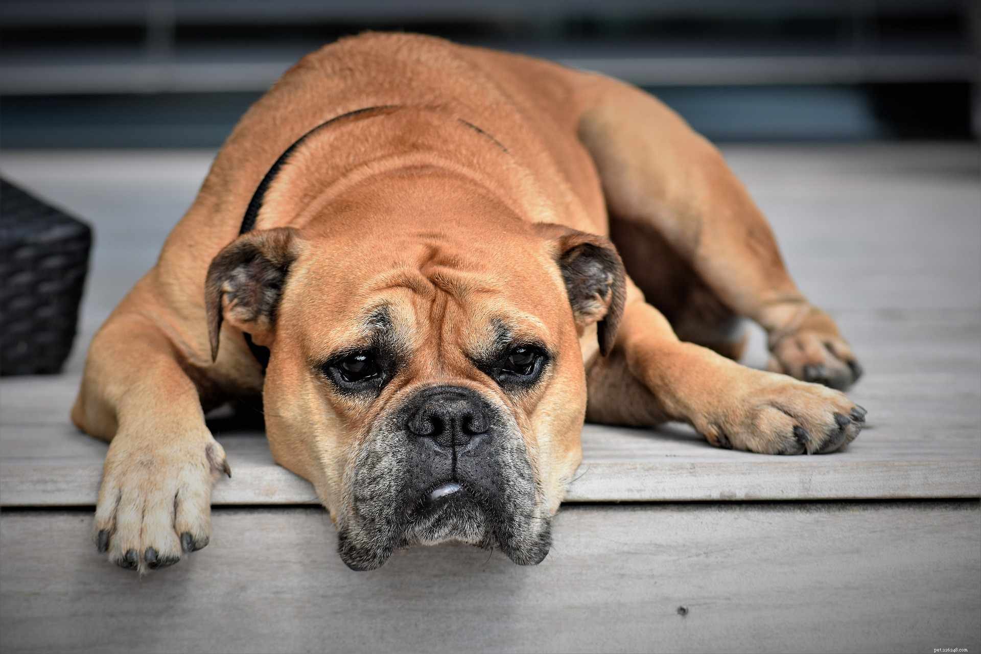 Explore 10 Bulldog Breeds: Find the Perfect Match for Your Family