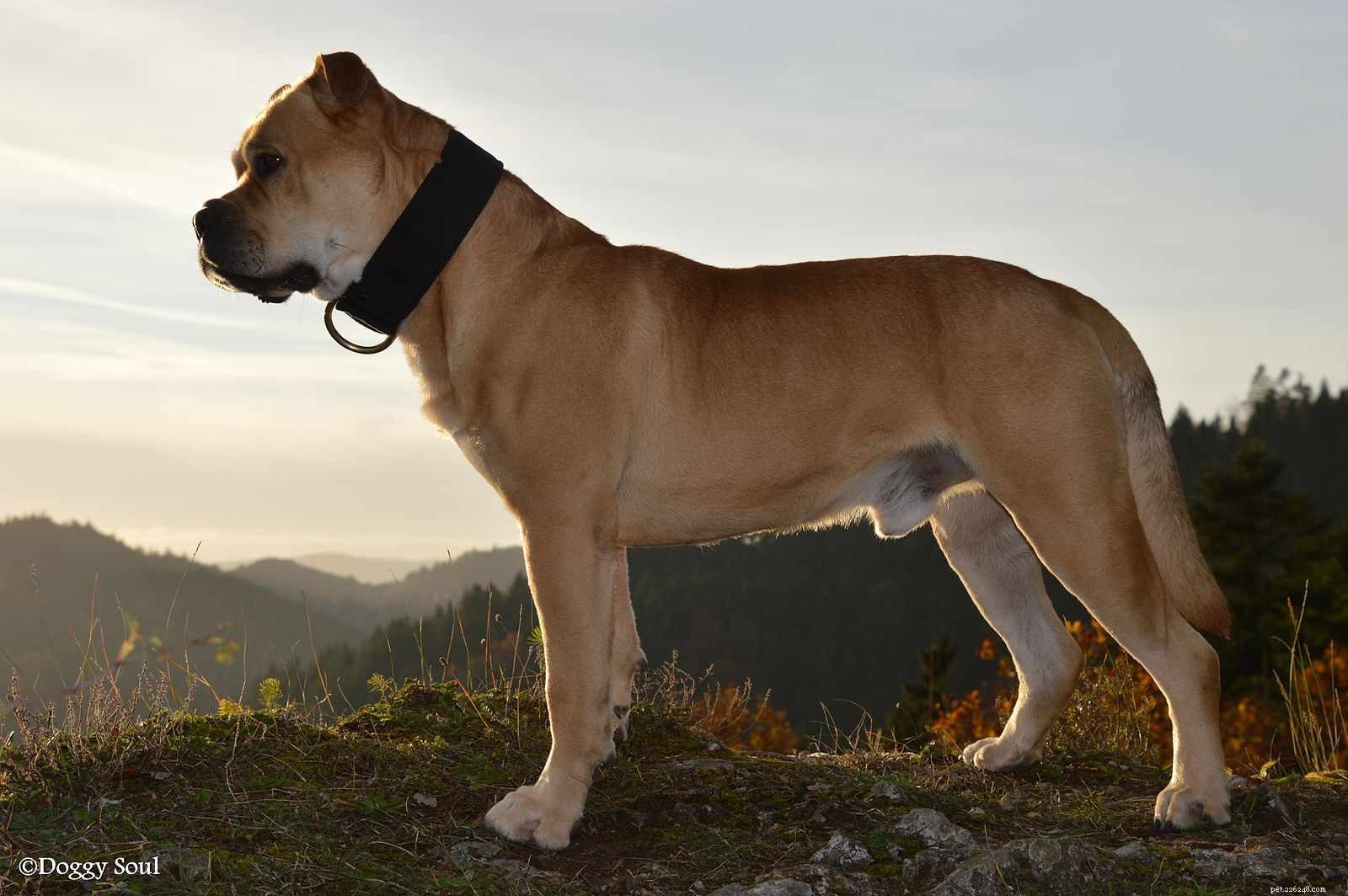 Explore 10 Bulldog Breeds: Find the Perfect Match for Your Family