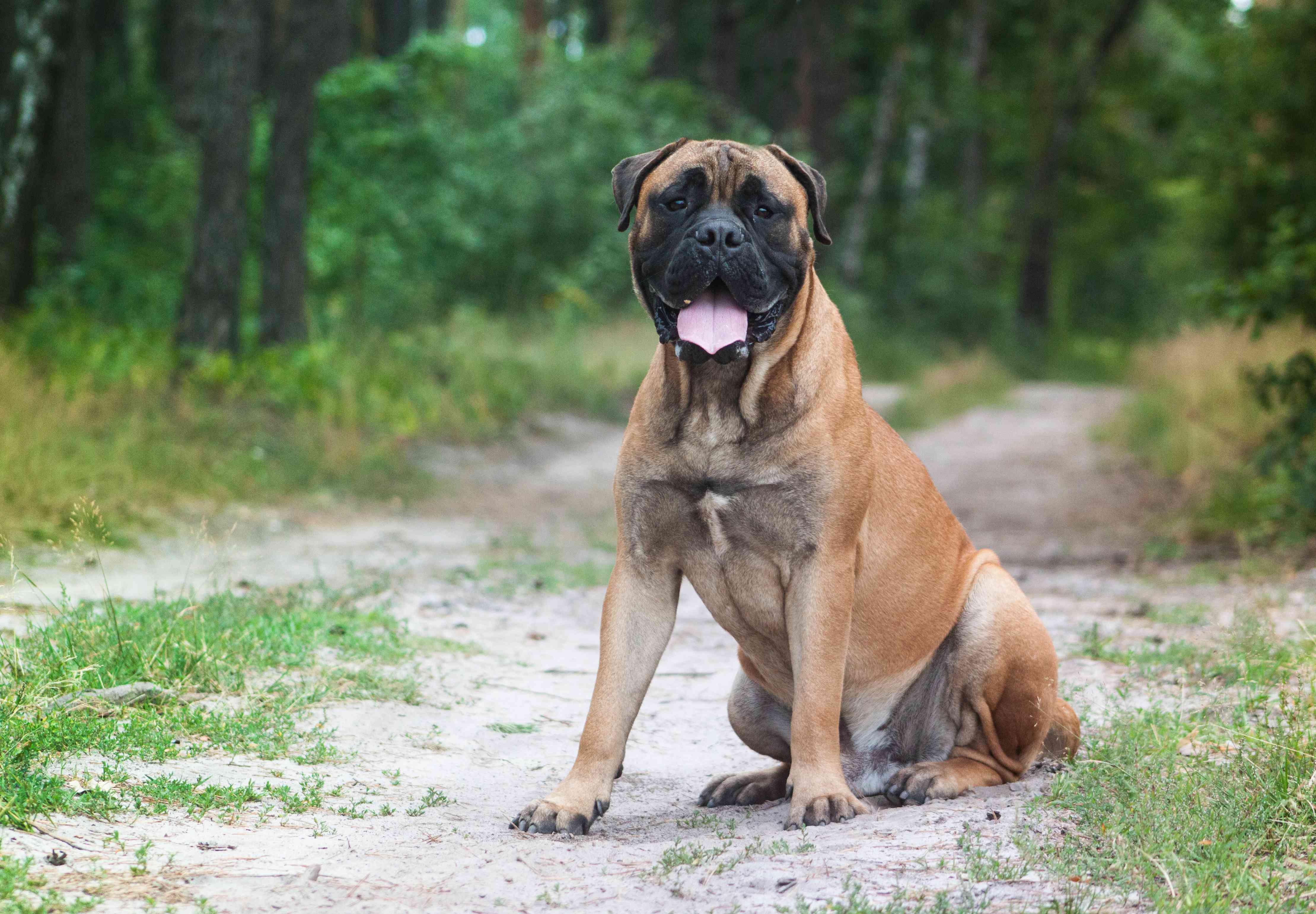 Explore 10 Bulldog Breeds: Find the Perfect Match for Your Family