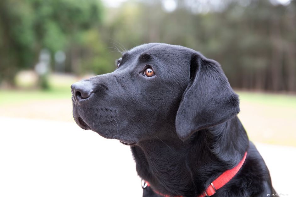 Top 10 Dog Breeds for Exceptional Obedience and Training