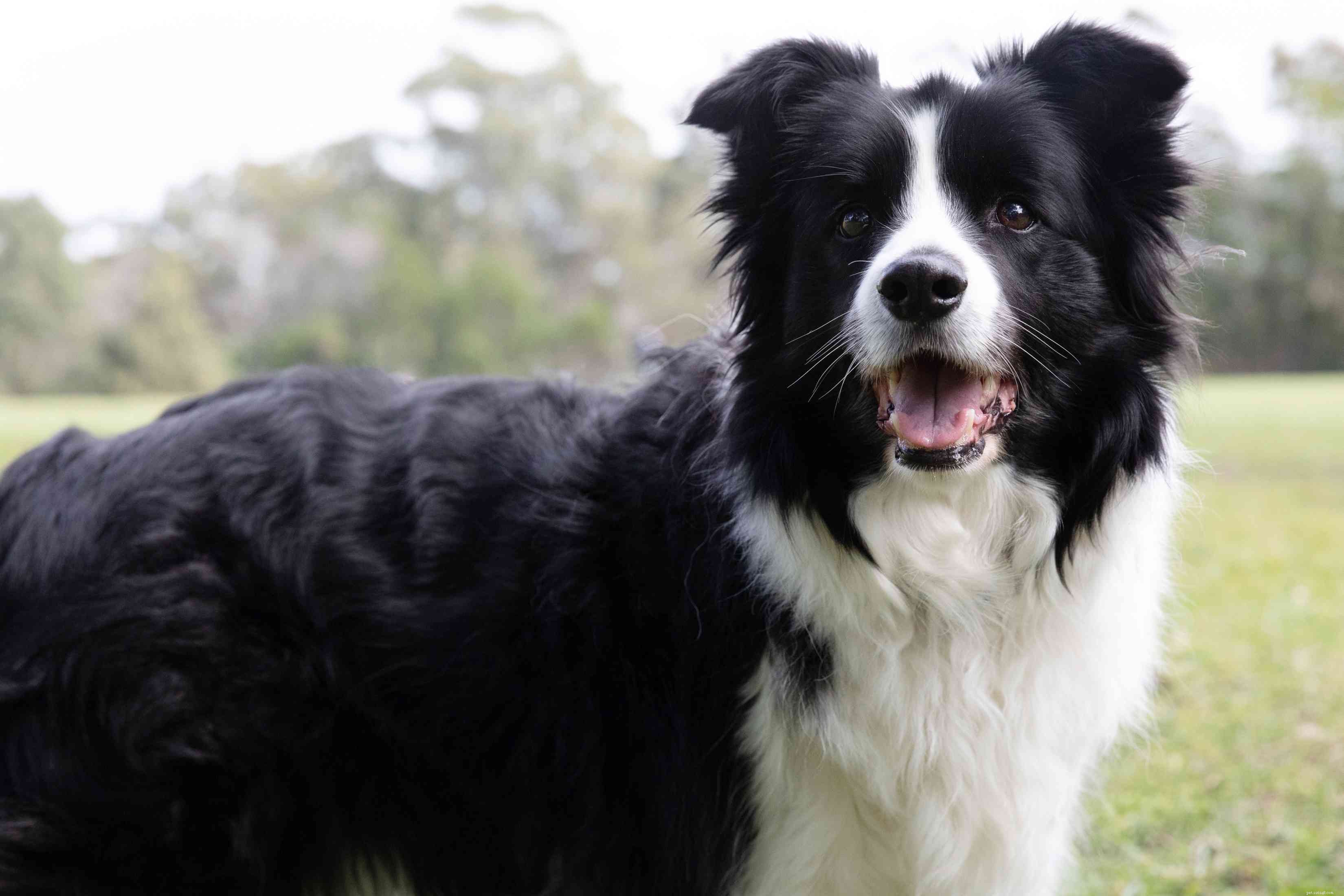 Top 10 Dog Breeds for Exceptional Obedience and Training