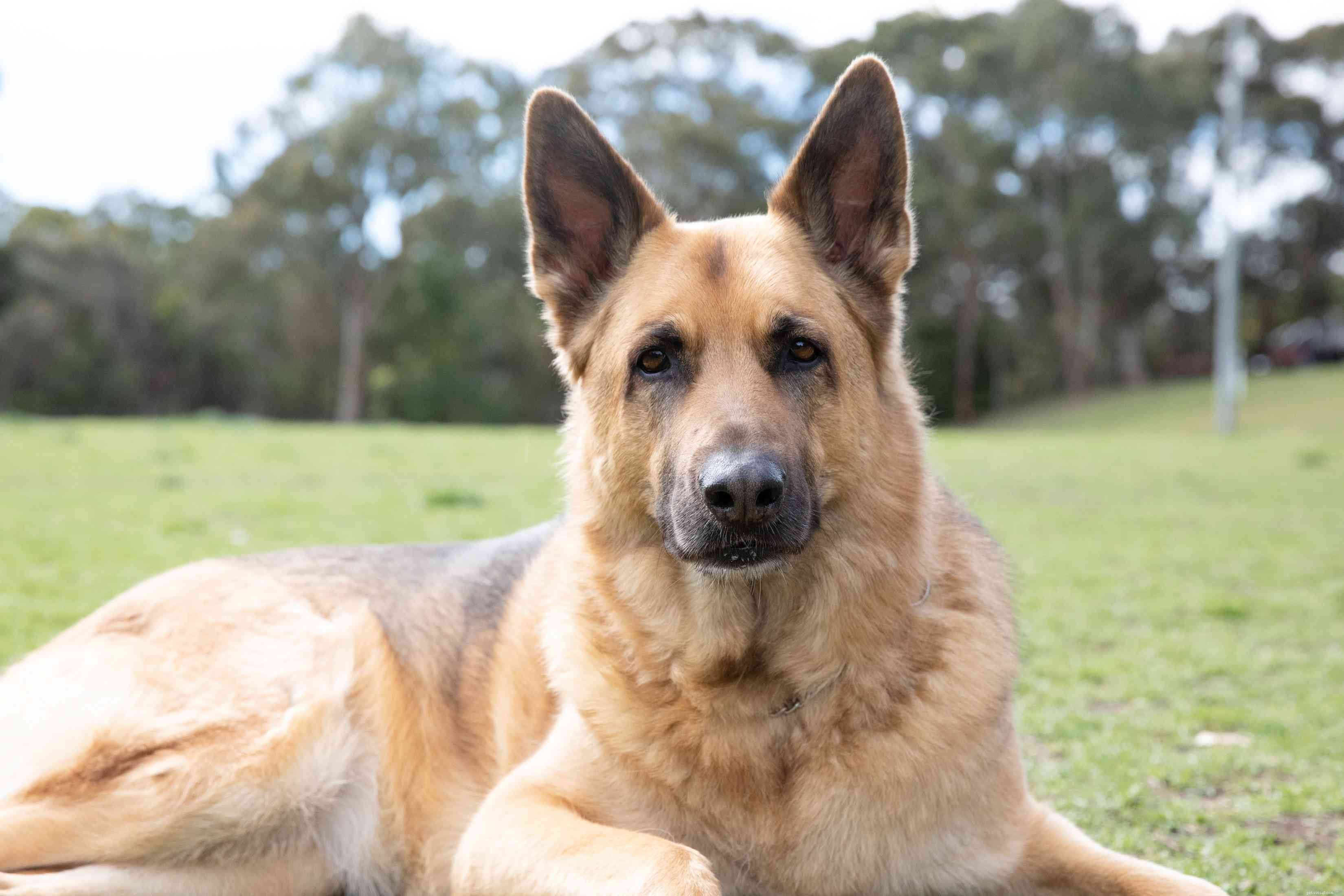 Top 10 Dog Breeds for Exceptional Obedience and Training
