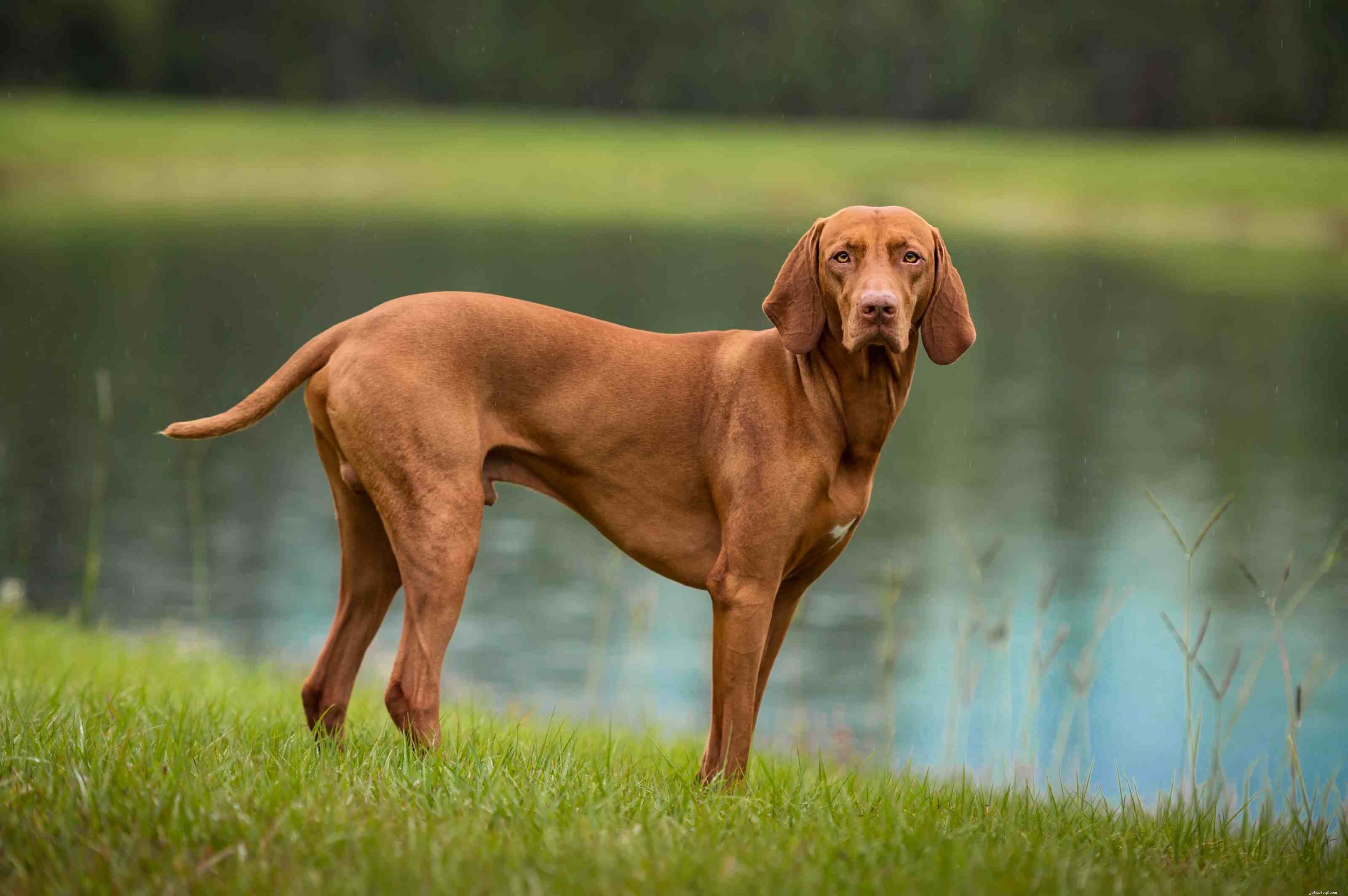 Top 10 Dog Breeds for Exceptional Obedience and Training