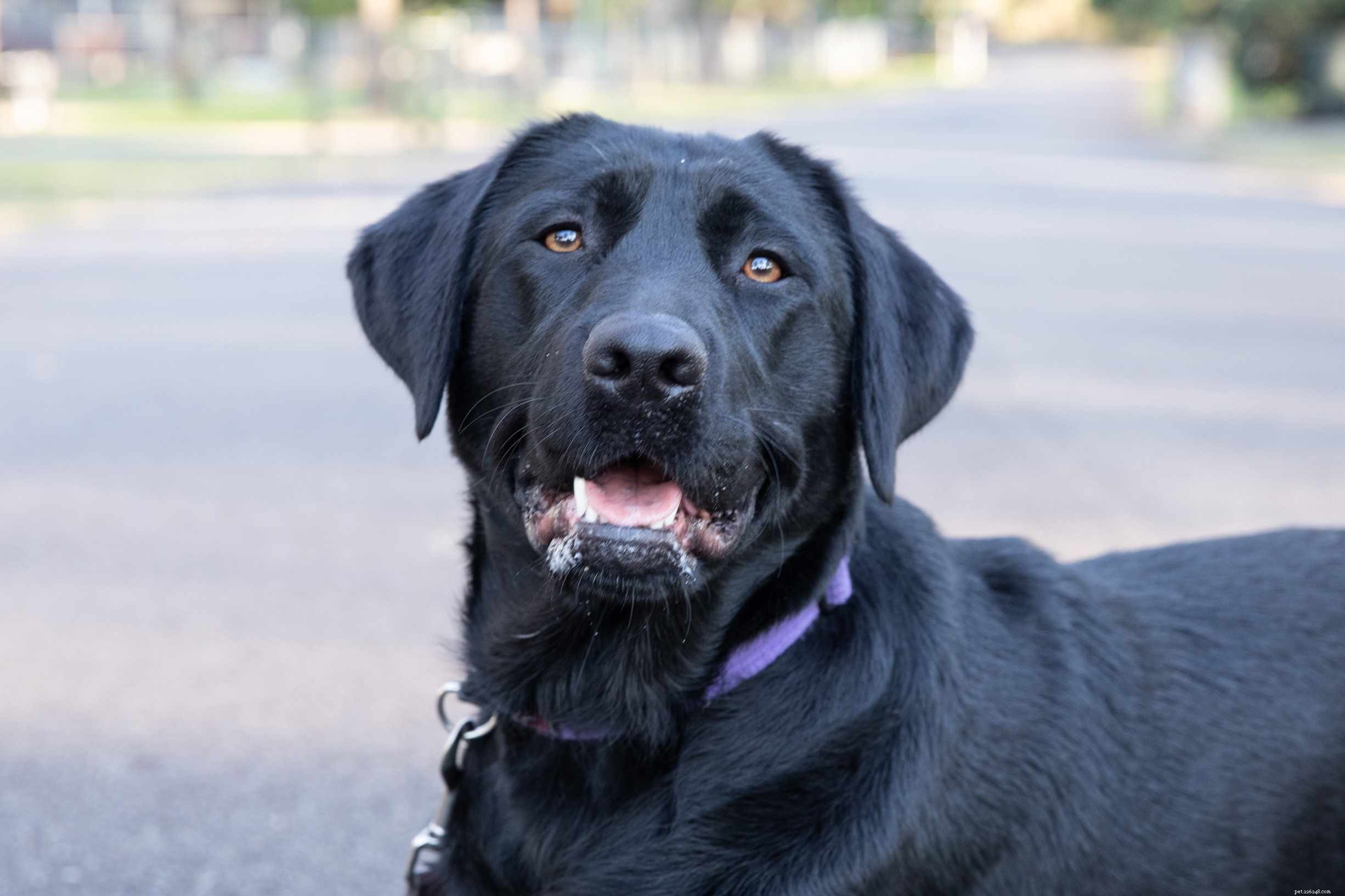Top 10 Dog Breeds for Exceptional Obedience and Training