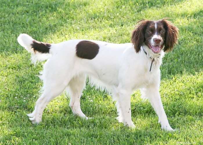 Top 10 Dog Breeds for Exceptional Obedience and Training