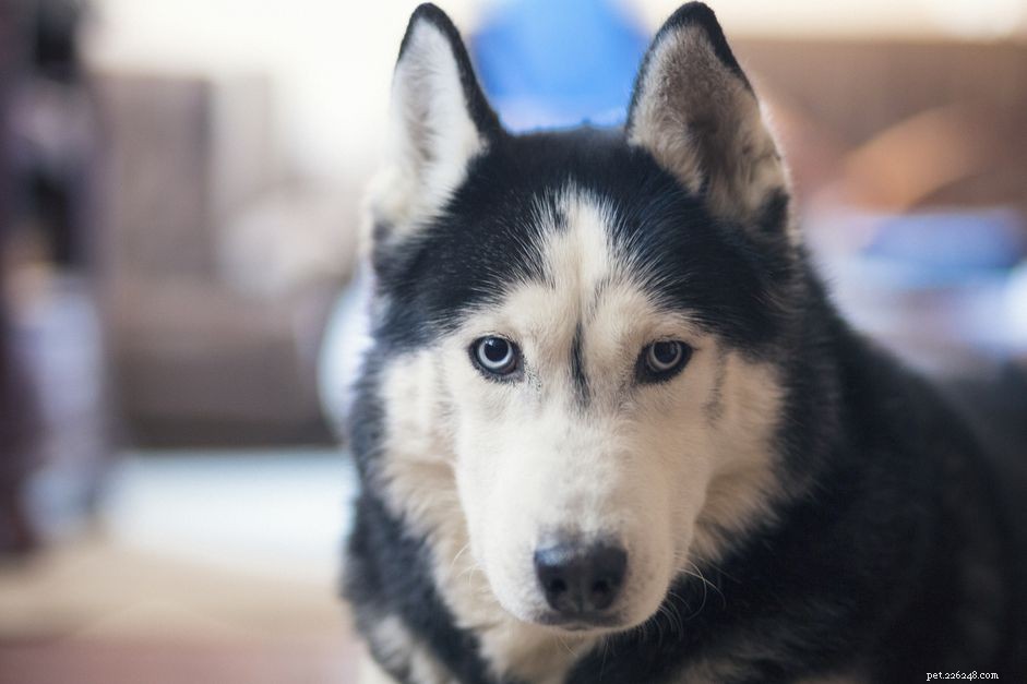 12 Dog Breeds Less Suitable for Families with Children