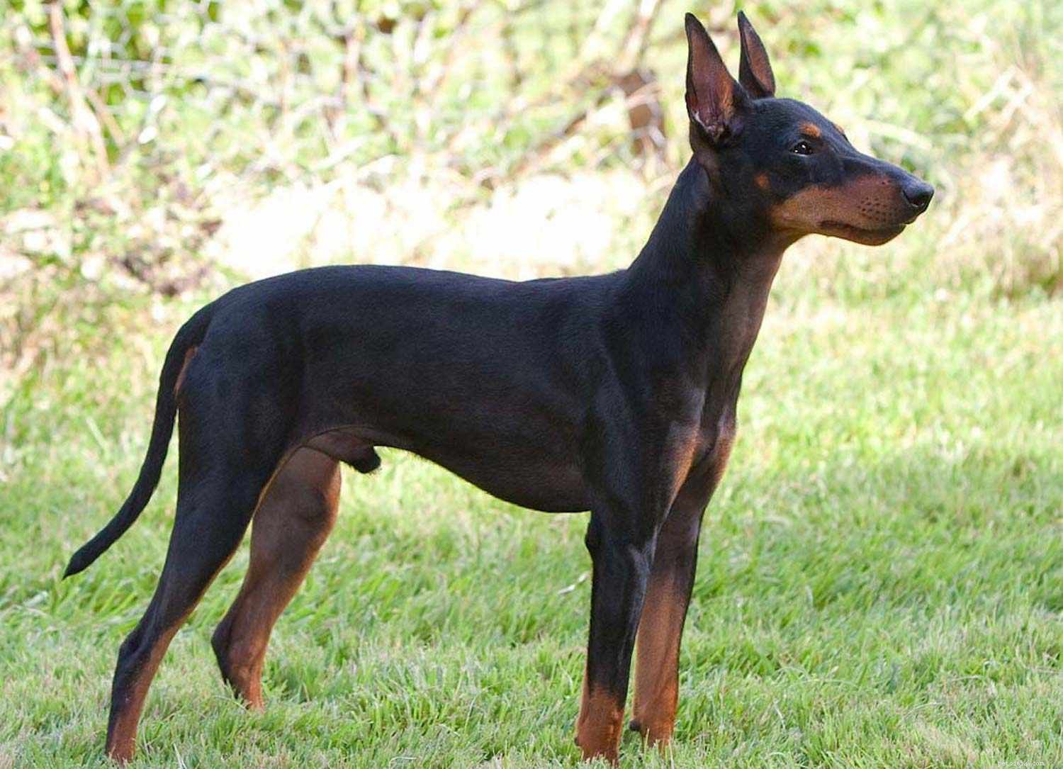 Top 10 Dog Breeds for Exceptional Obedience and Training