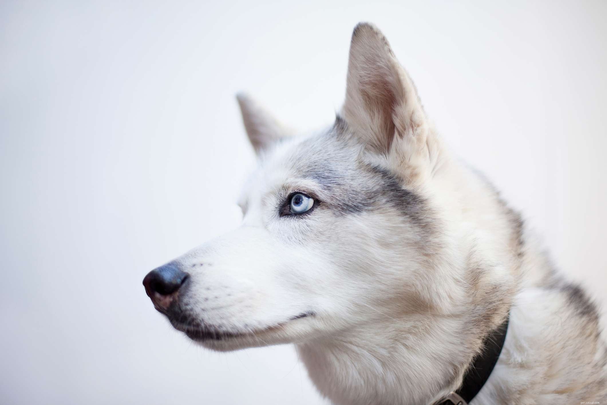 12 Dog Breeds Less Suitable for Families with Children