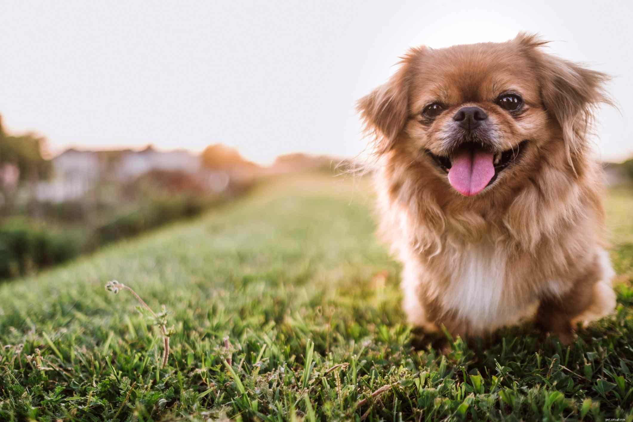 12 Dog Breeds Less Suitable for Families with Children
