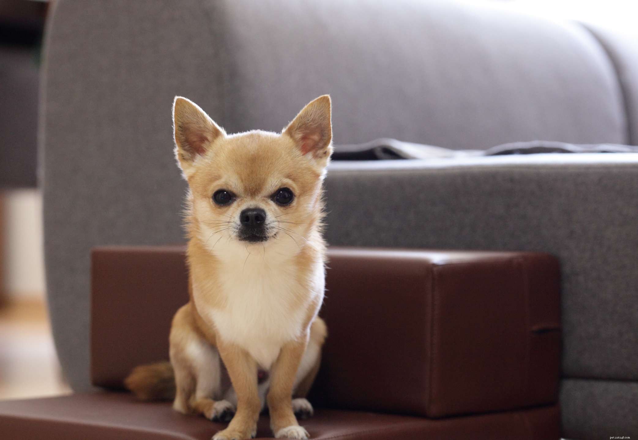 12 Dog Breeds Less Suitable for Families with Children