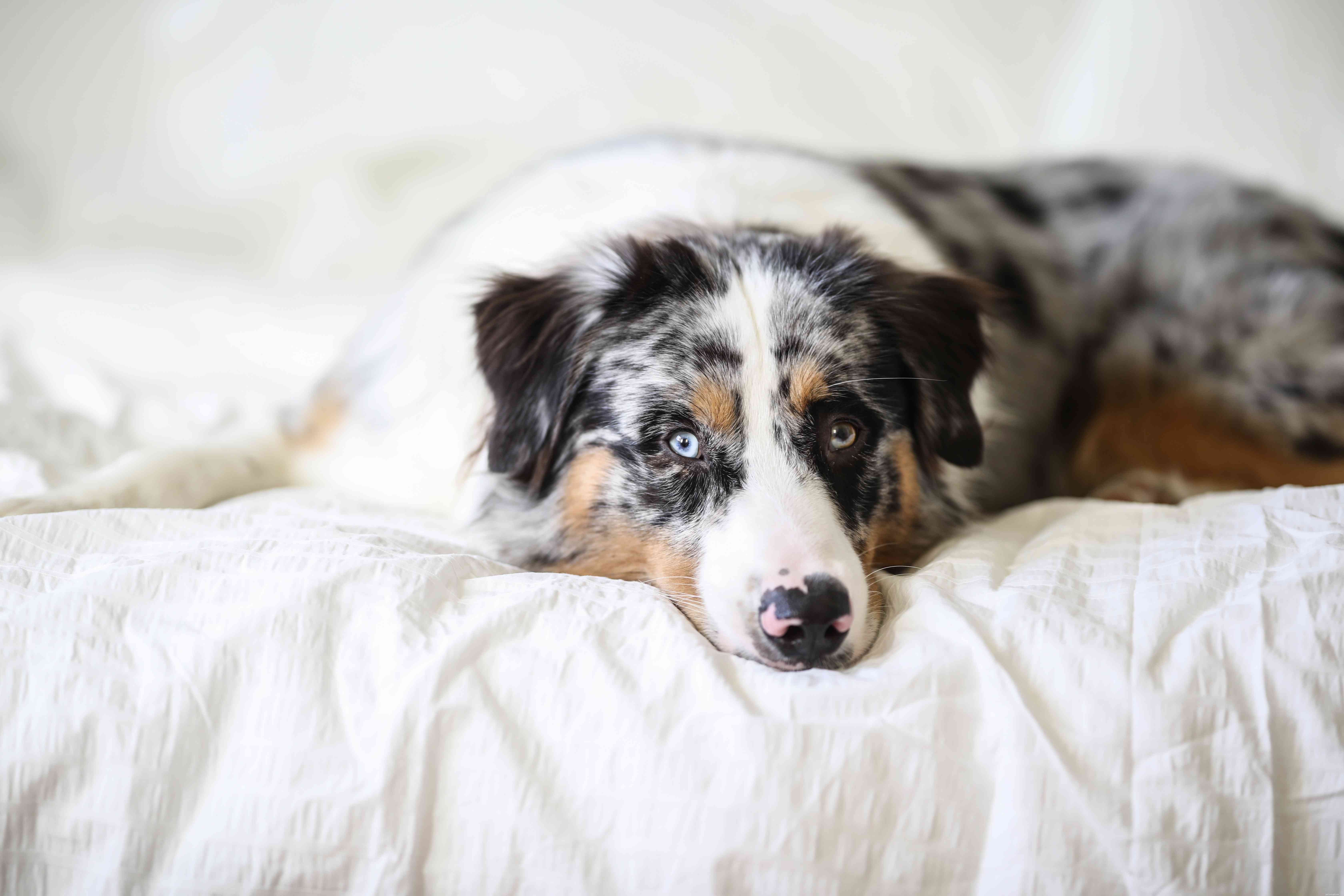 12 Dog Breeds Less Suitable for Families with Children