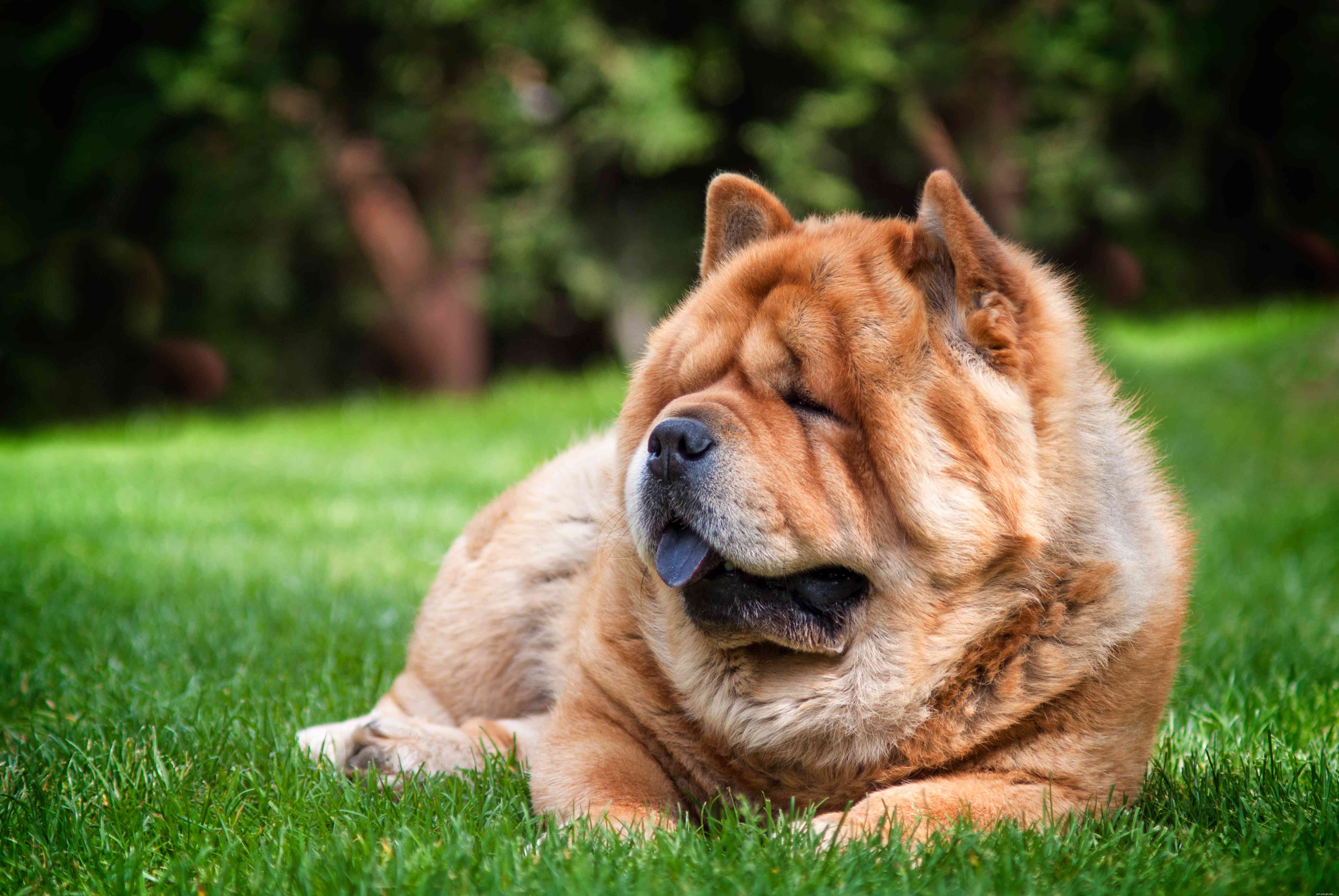 12 Dog Breeds Less Suitable for Families with Children